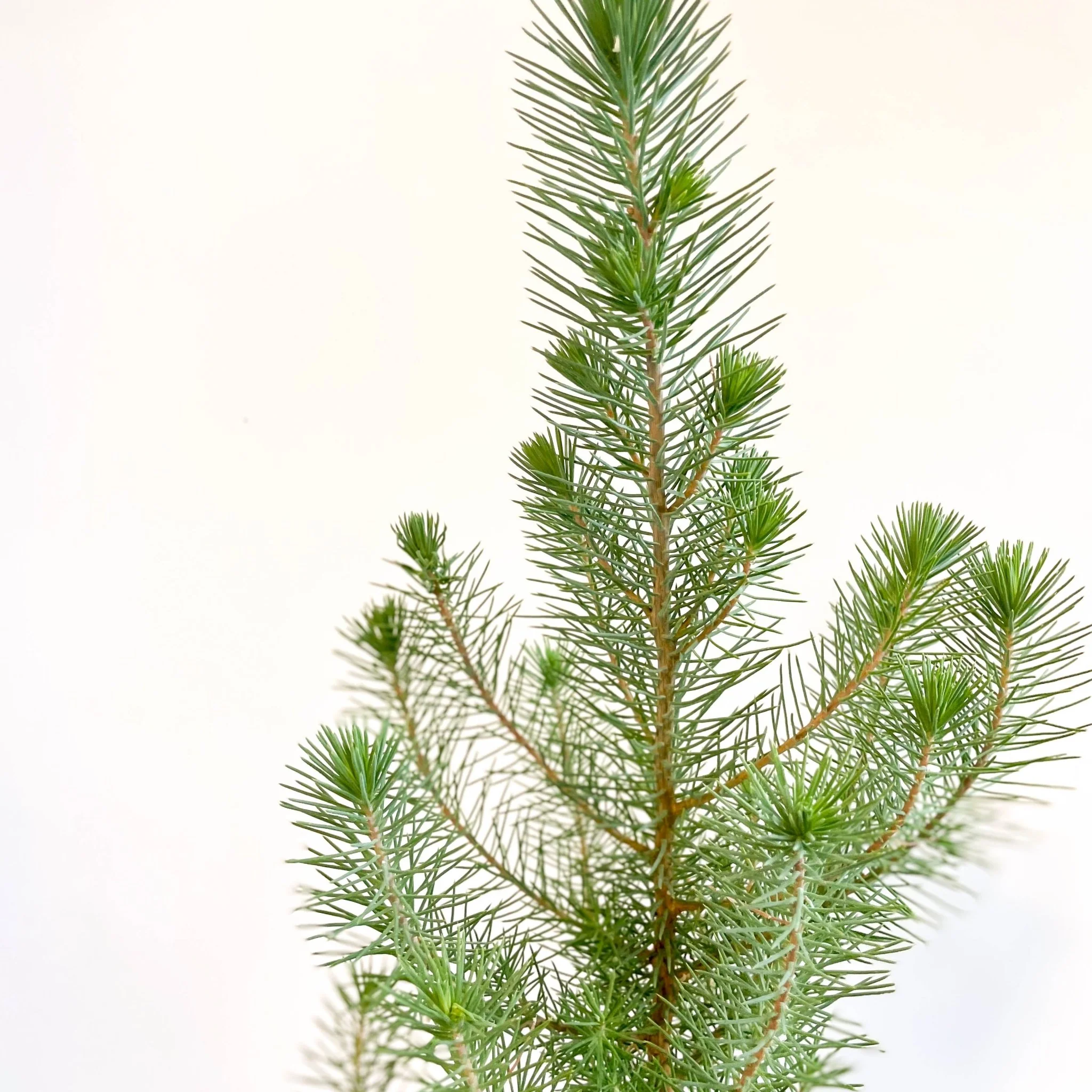 Pinus pinea 'Silver Crest' - Potted Christmas Pine Tree - Image 8