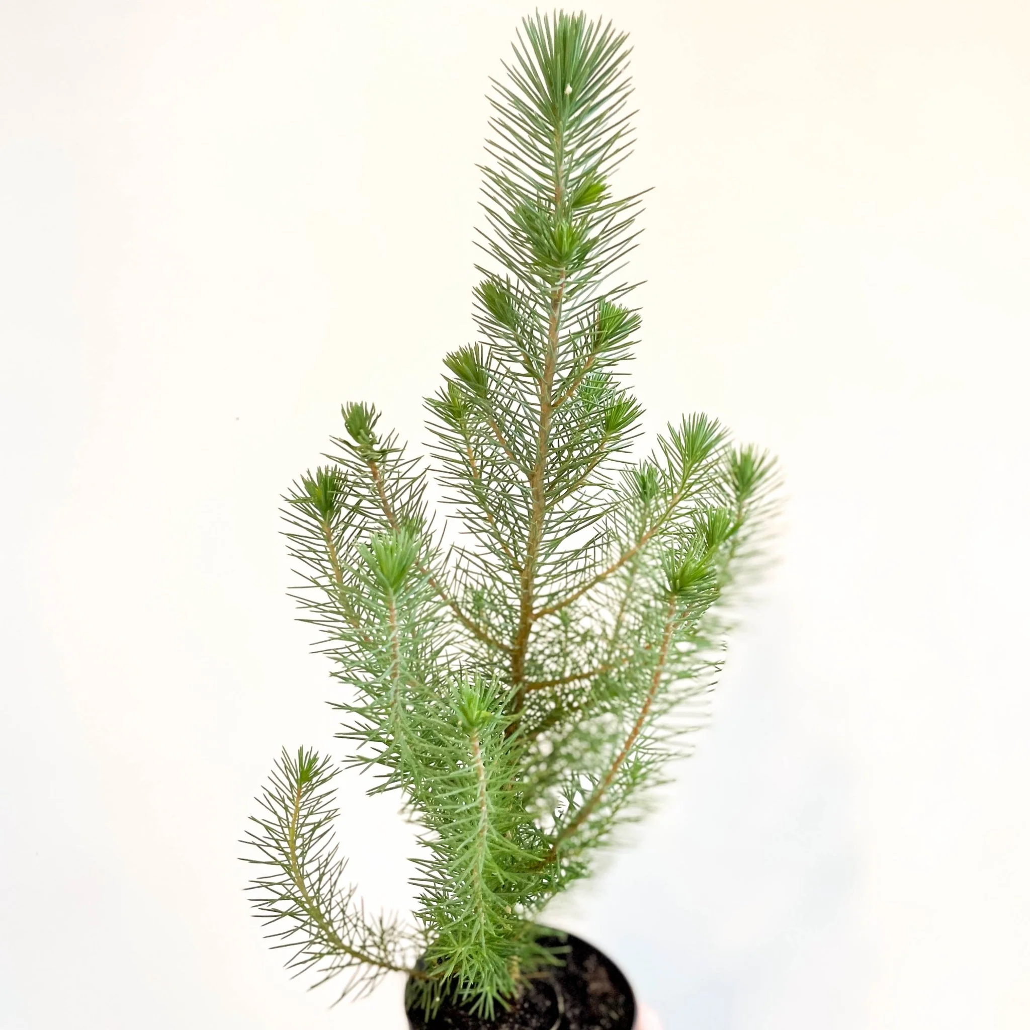 Pinus pinea 'Silver Crest' - Potted Christmas Pine Tree - Image 9