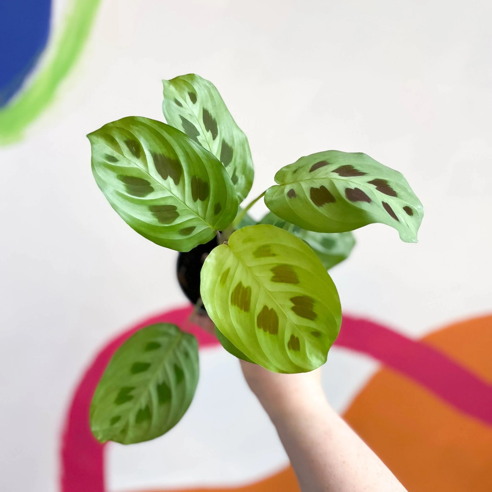 Maranta leuconeura 'Kerchoveana' - Rabbit Foot Prayer Plant