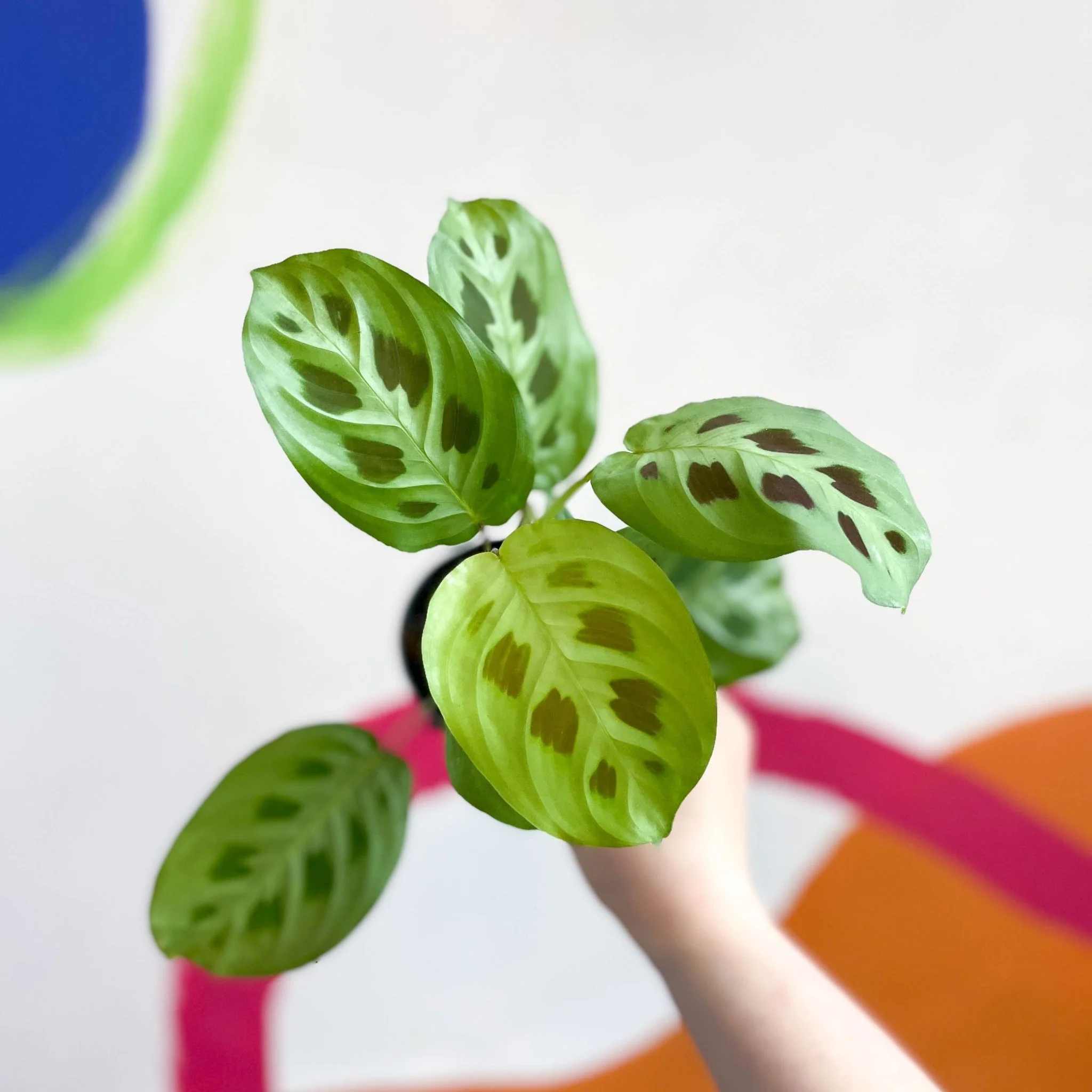 Maranta leuconeura 'Kerchoveana' - Rabbit Foot Prayer Plant - Image 2