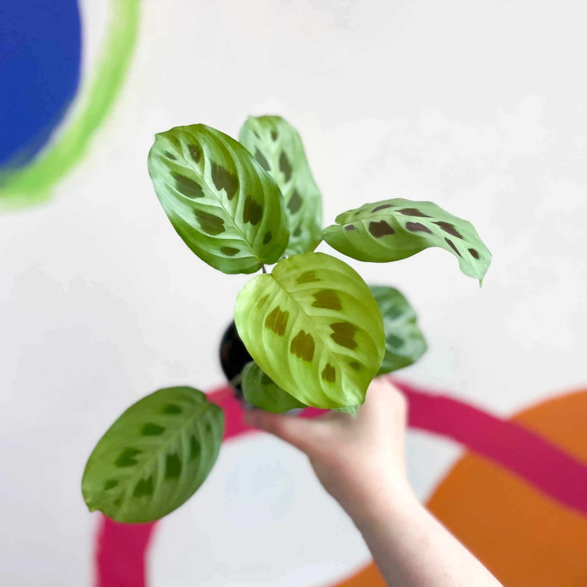 Maranta leuconeura 'Kerchoveana' - Rabbit Foot Prayer Plant - Image 3