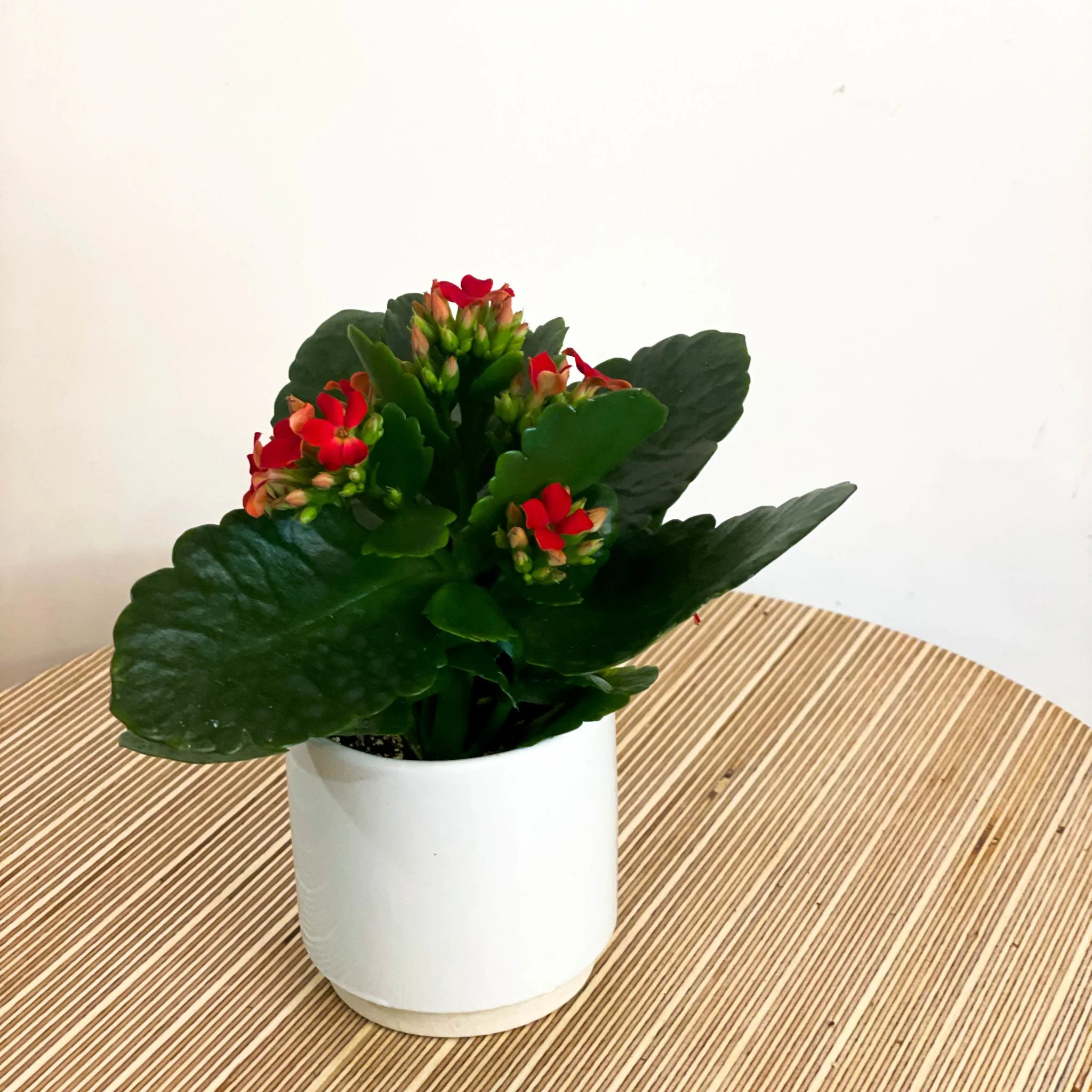 Small Red Flaming Katy - Kalanchoe rosalina