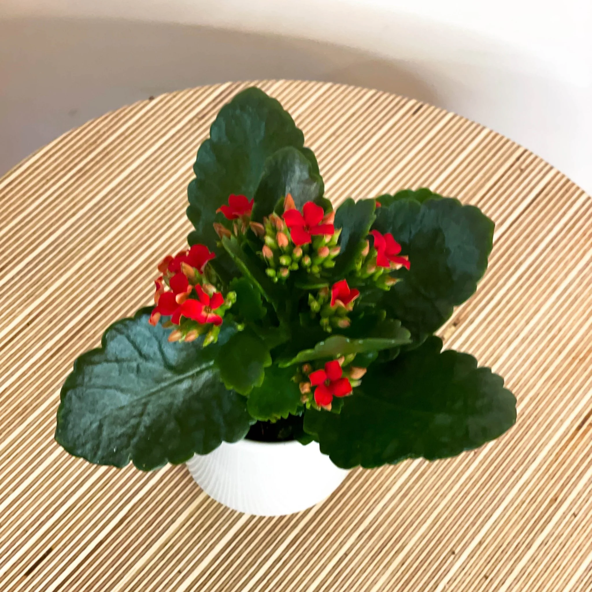Small Red Flaming Katy - Kalanchoe rosalina - Image 2