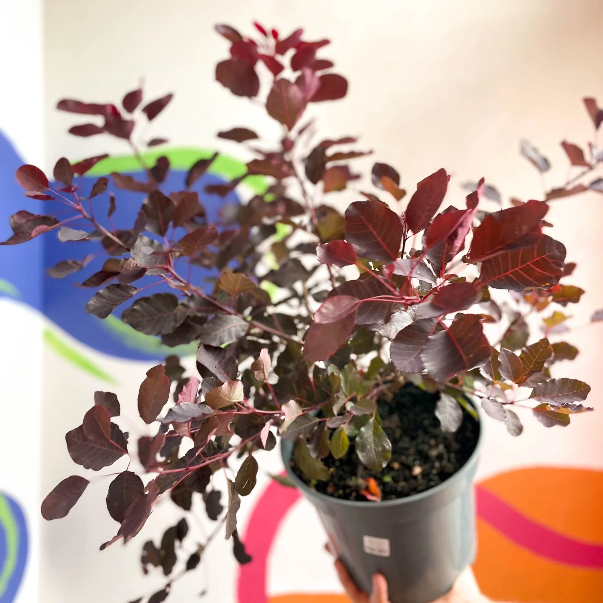 Smoke Bush - Cotinus coggygria 'Dusky Maiden' - Cotswold Grown Perennial