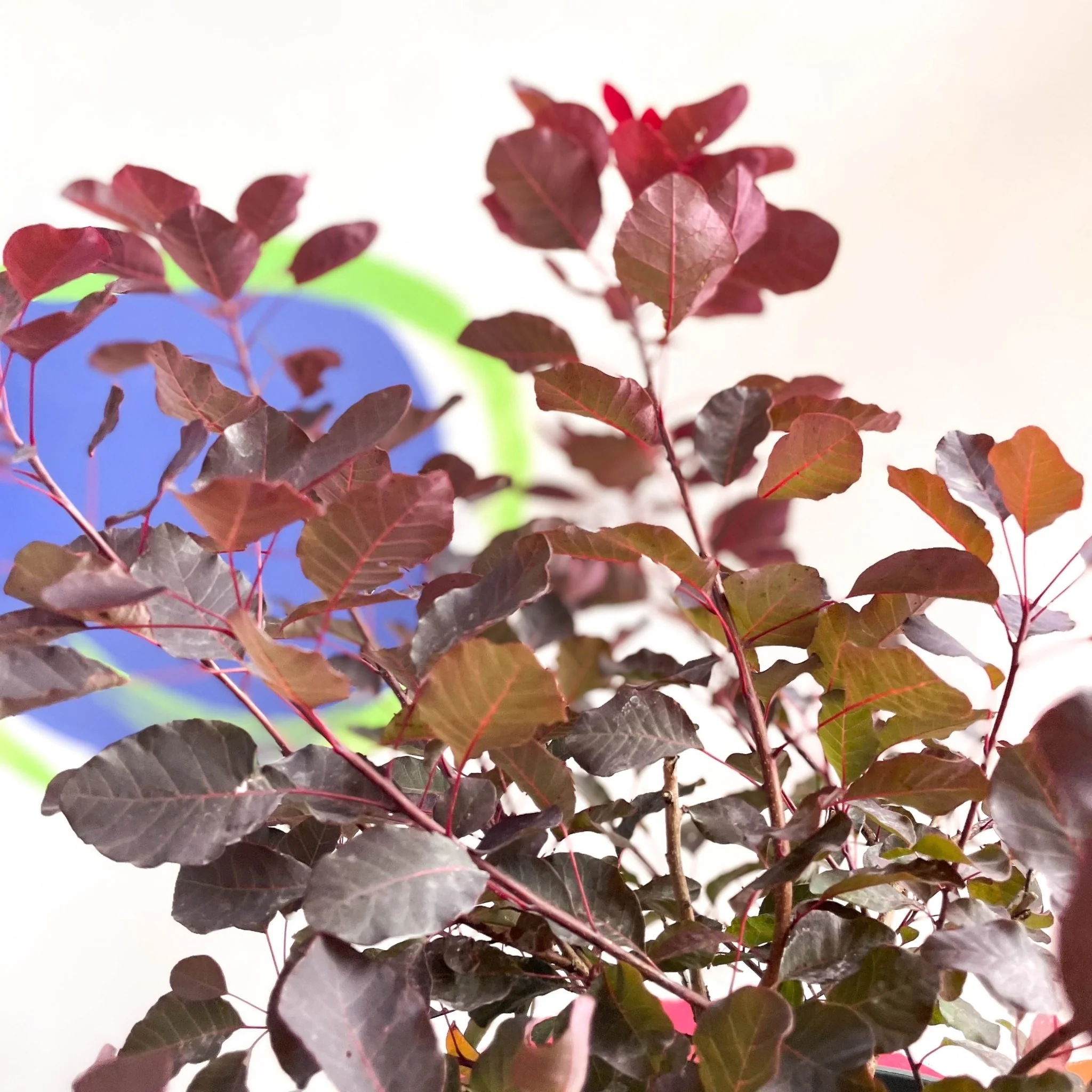 Smoke Bush - Cotinus coggygria 'Dusky Maiden' - Cotswold Grown Perennial - Image 2