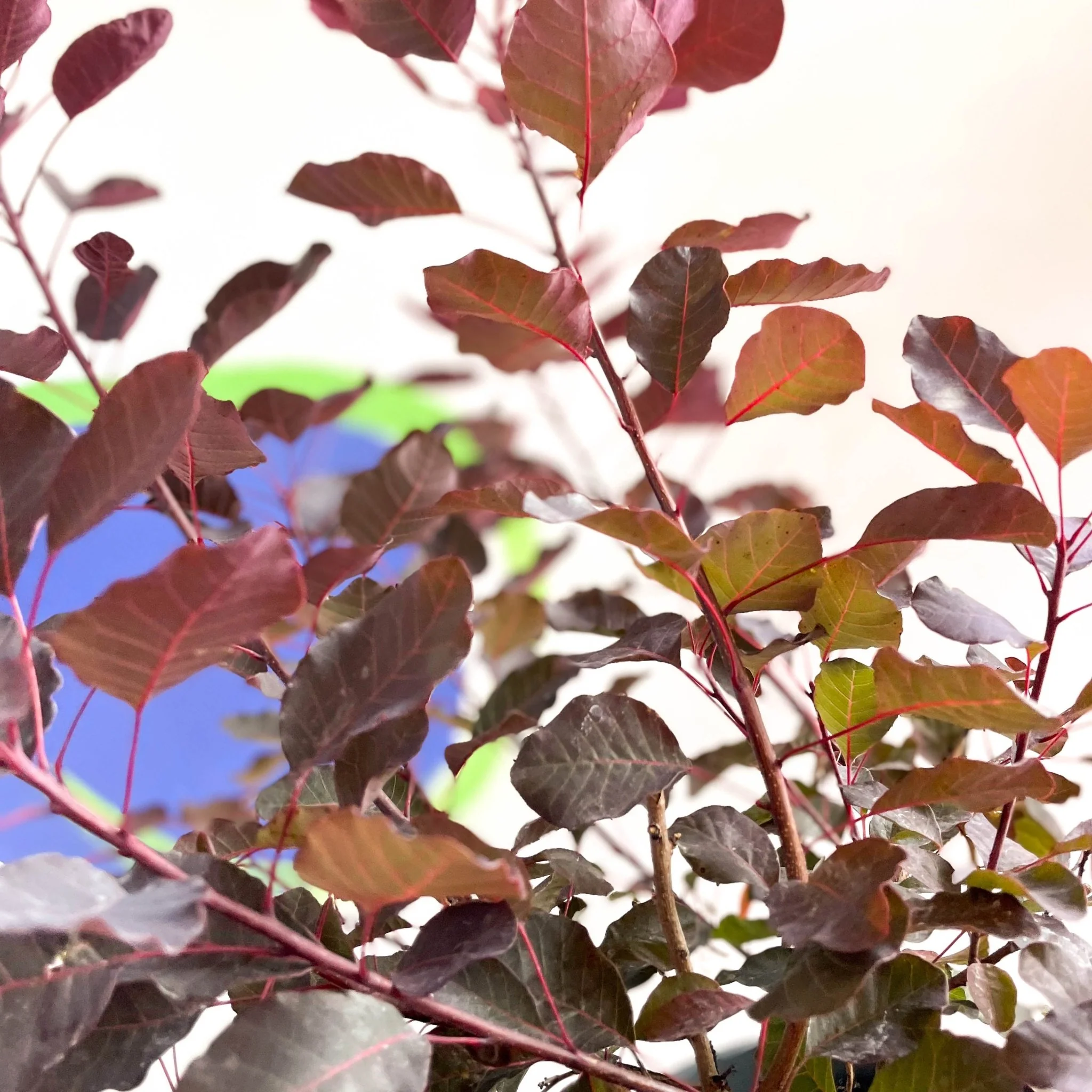 Smoke Bush - Cotinus coggygria 'Dusky Maiden' - Cotswold Grown Perennial - Image 4