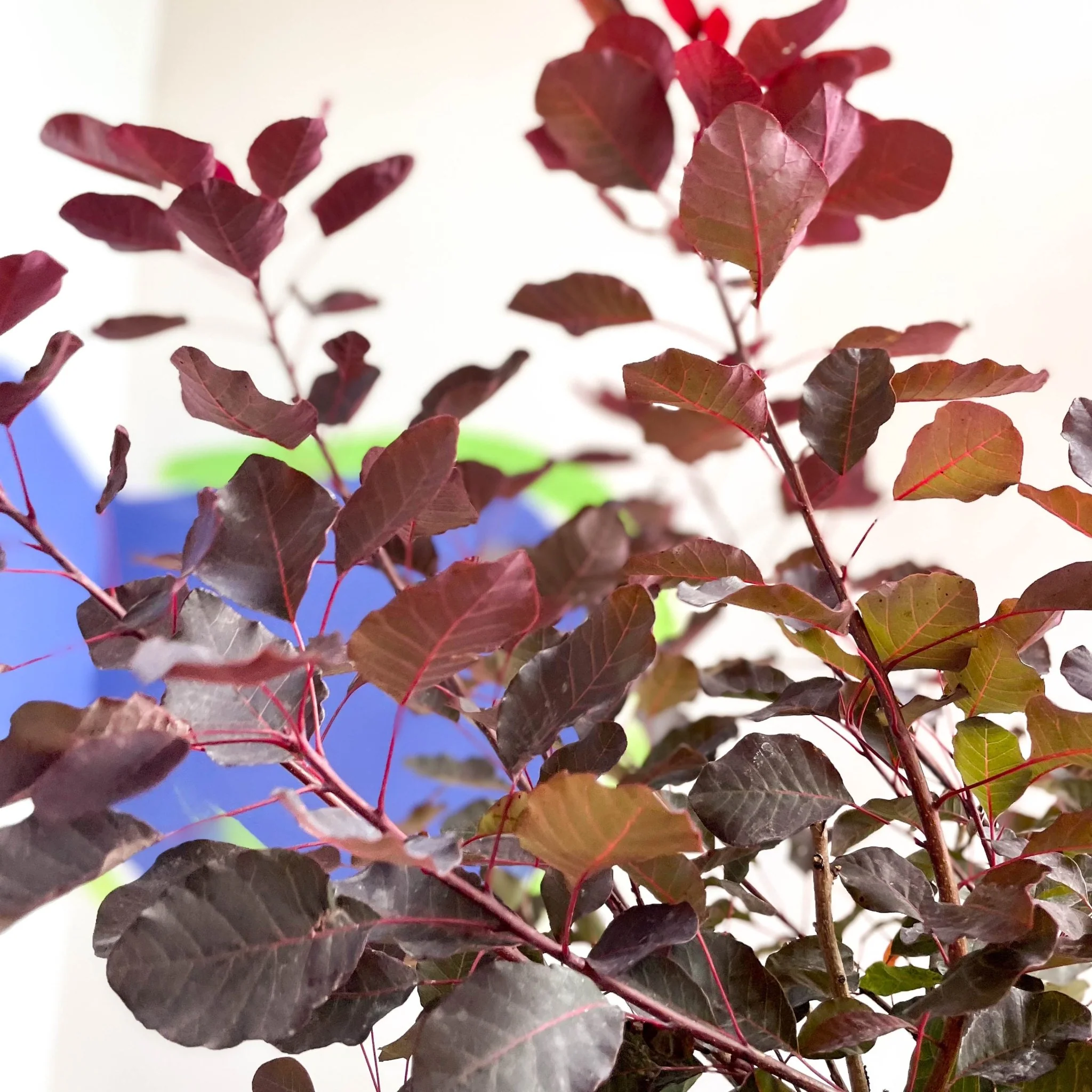 Smoke Bush - Cotinus coggygria 'Dusky Maiden' - Cotswold Grown Perennial - Image 5