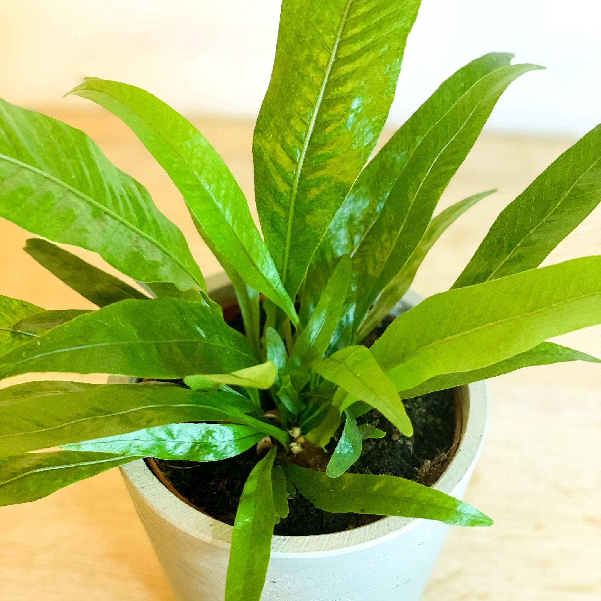 Aglaomorpha coronans - Snake Leaf Fern - Image 2