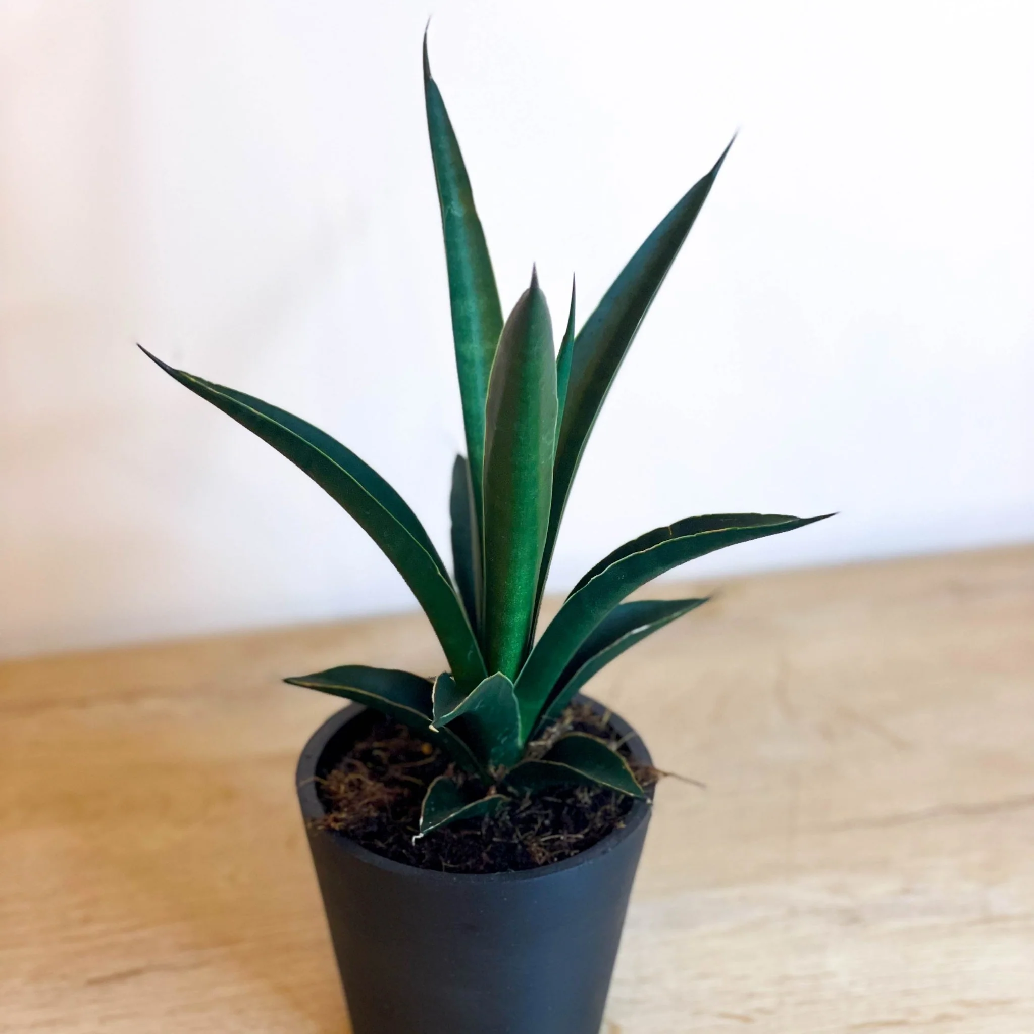 Snake Plant - Sansevieria