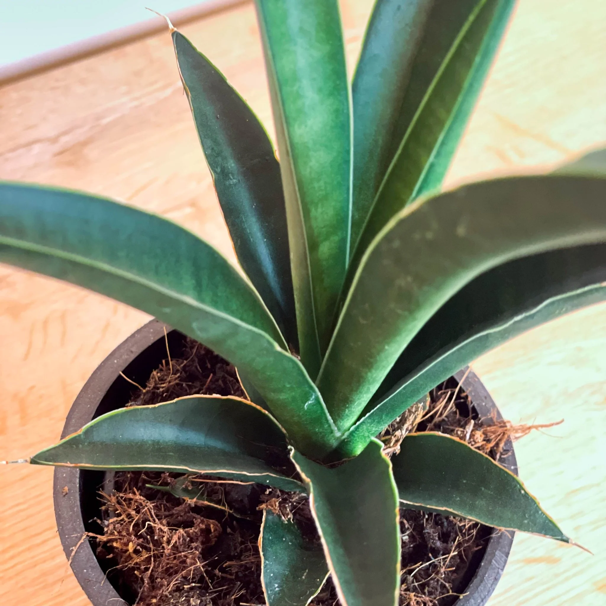 Snake Plant - Sansevieria - Image 2