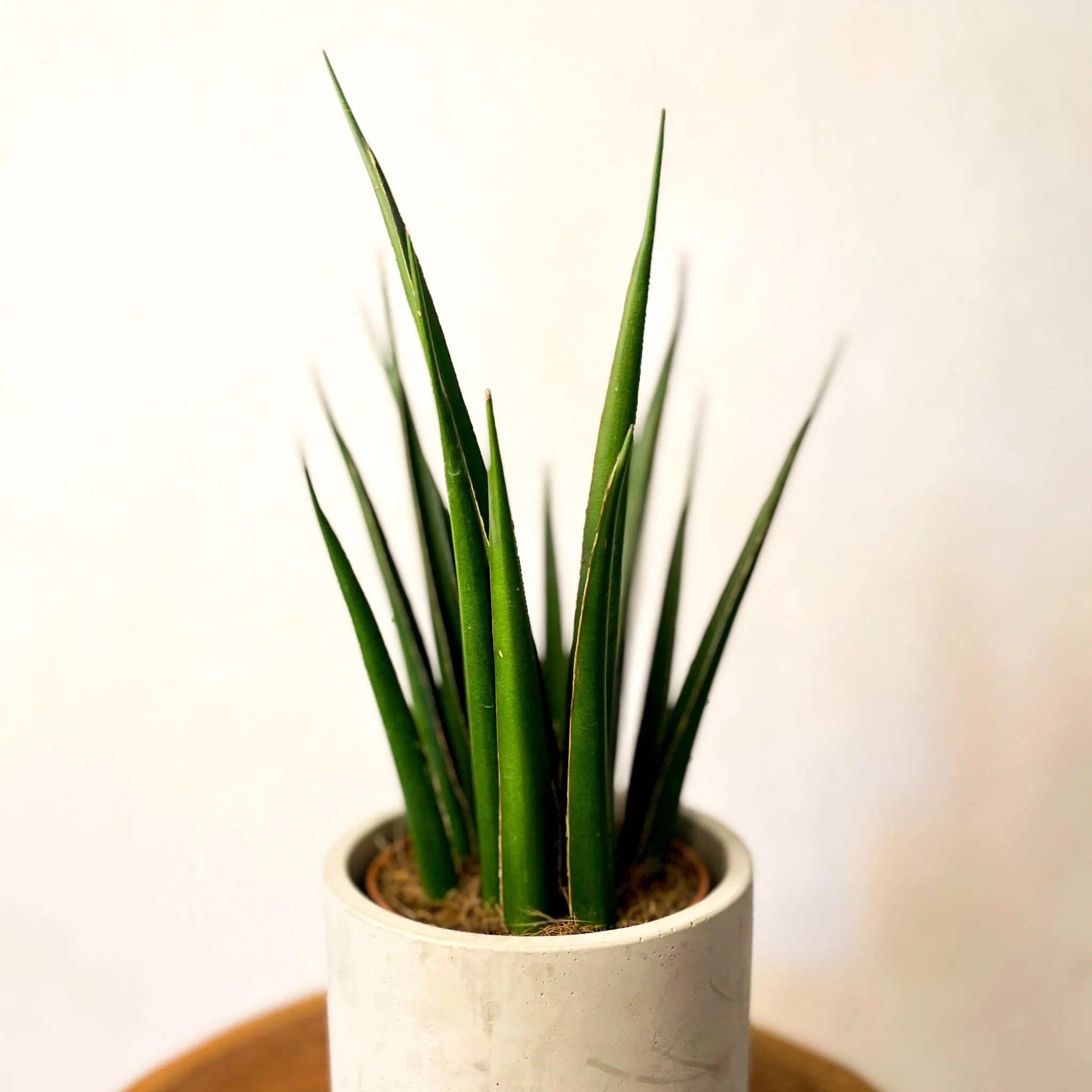 Snake Plant - Sansevieria