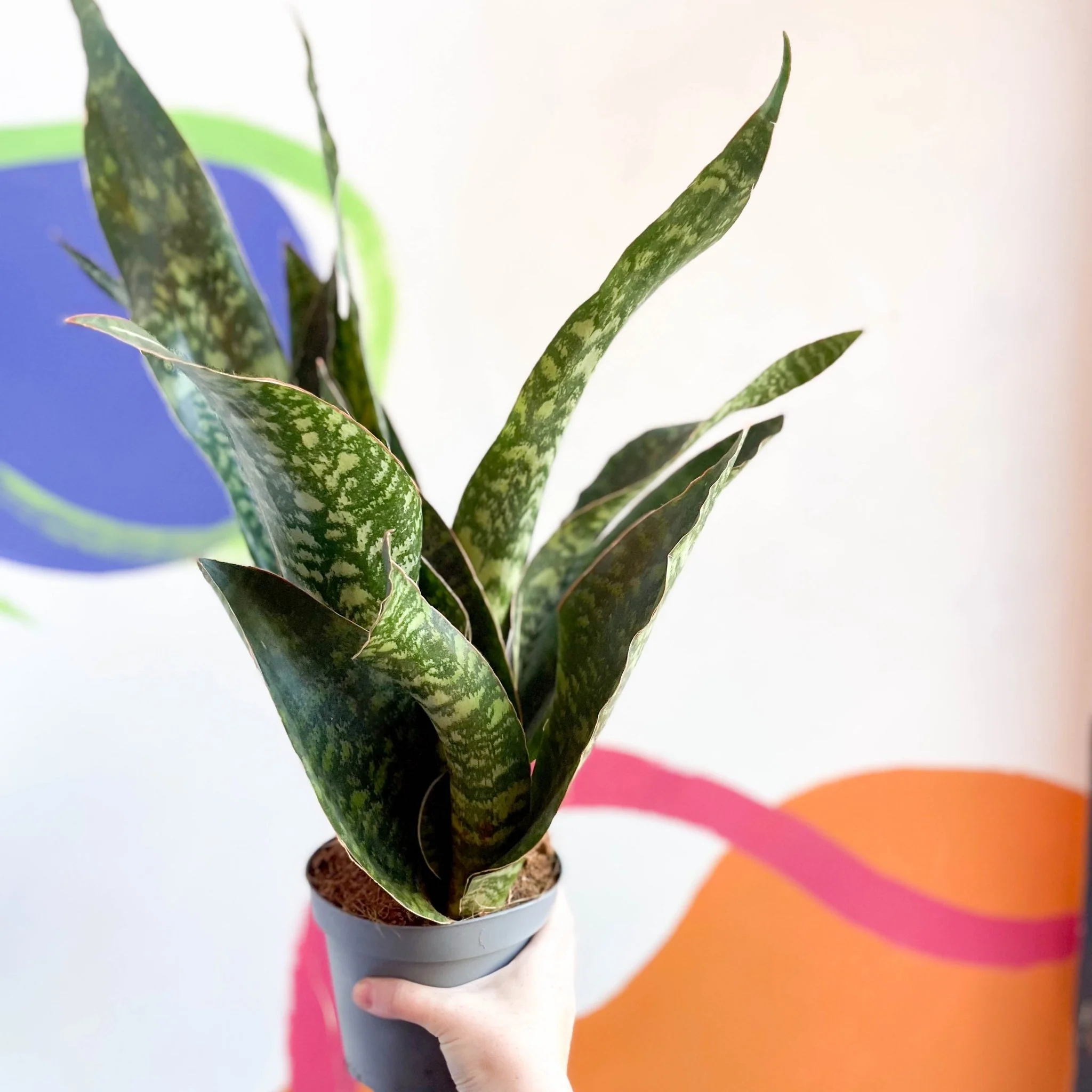 Snake Plant - Sansevieria aubrytiana 'Dragon'