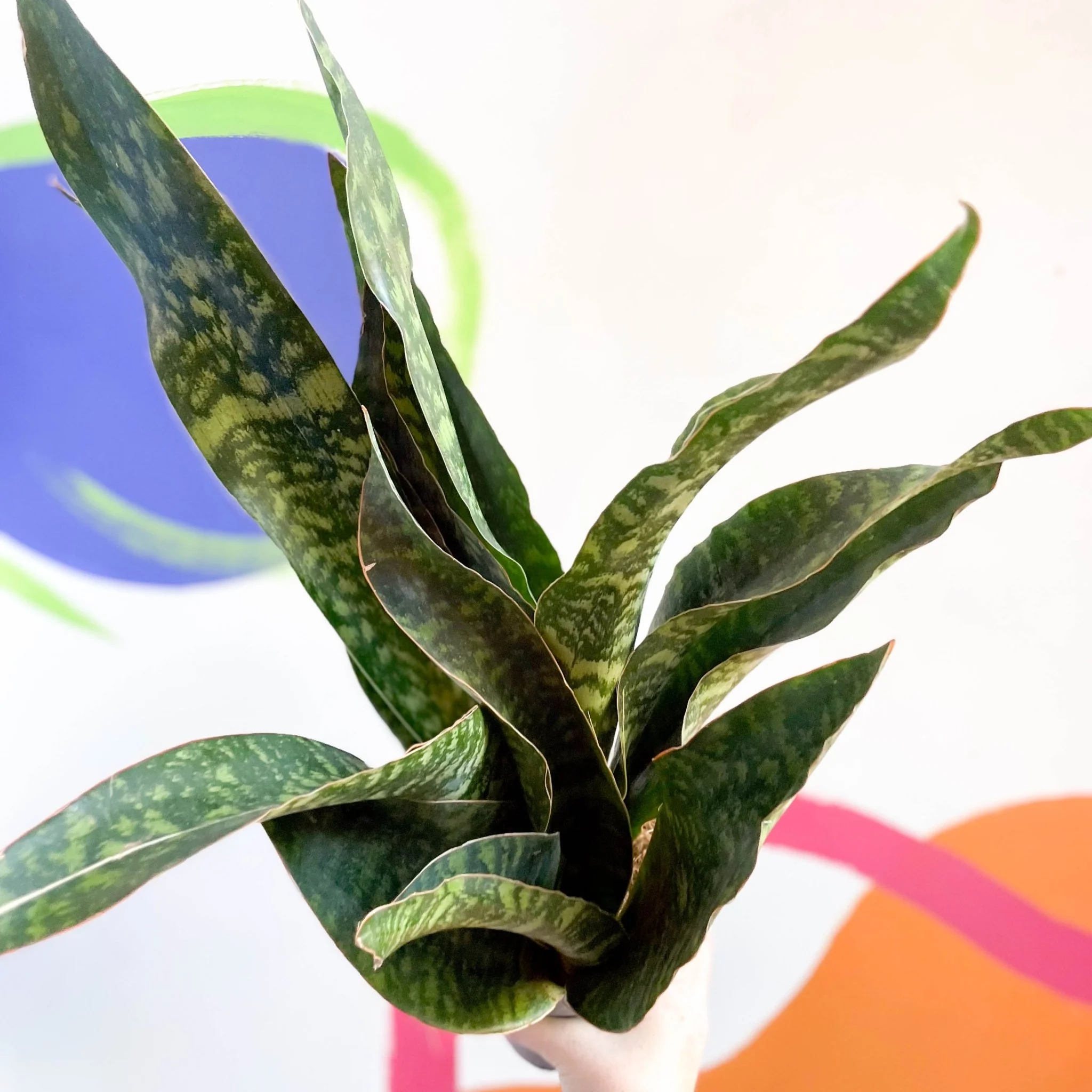 Snake Plant - Sansevieria aubrytiana 'Dragon' - Image 2