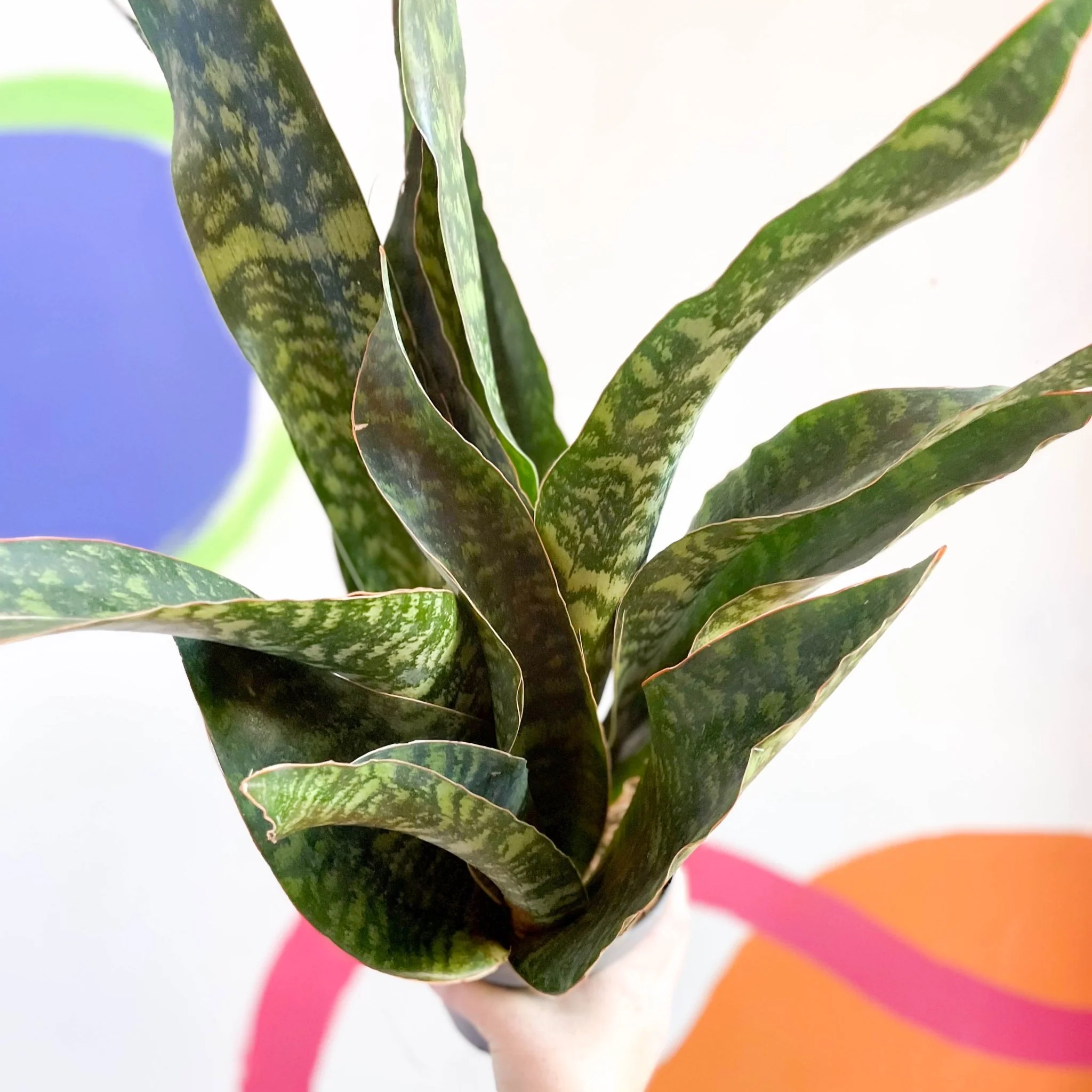 Snake Plant - Sansevieria aubrytiana 'Dragon' - Image 3