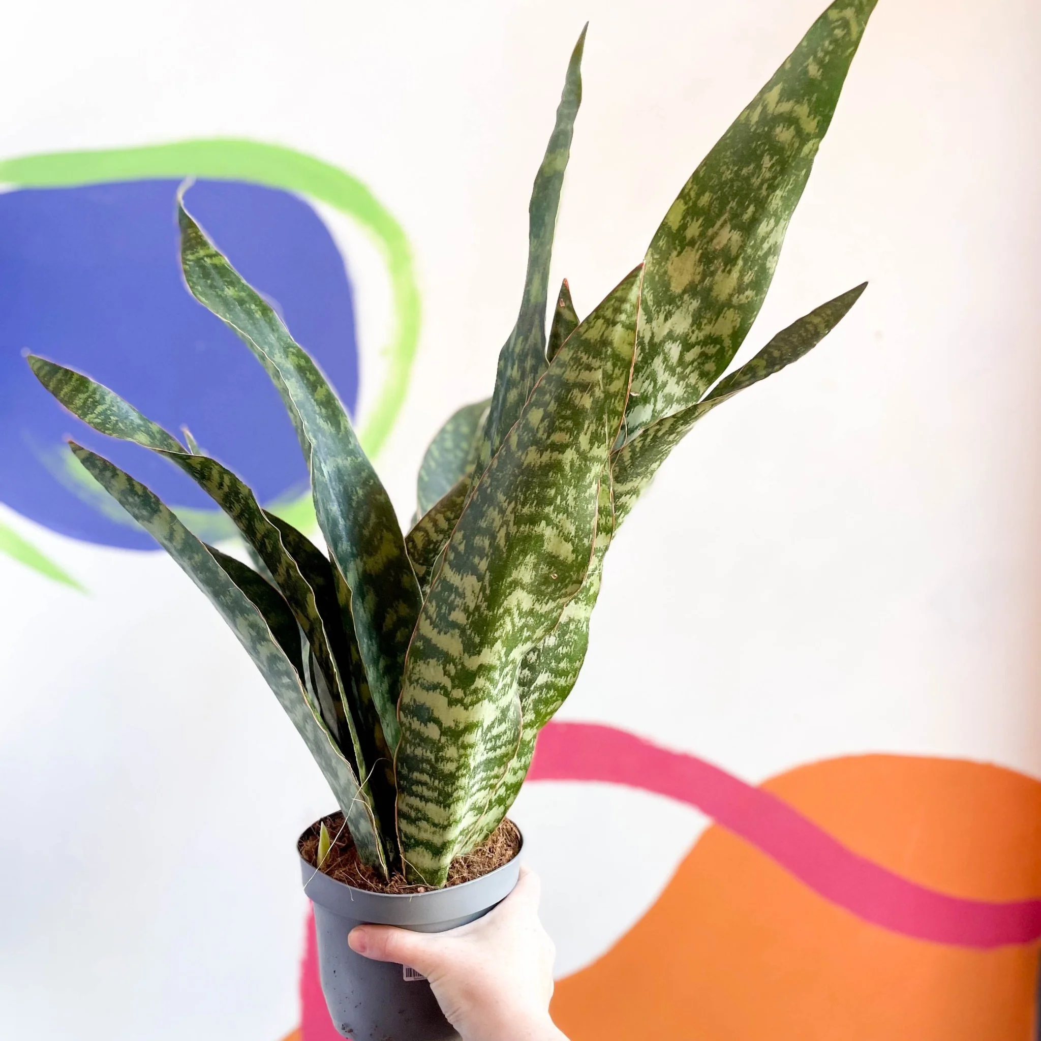Snake Plant - Sansevieria aubrytiana 'Dragon' - Image 4