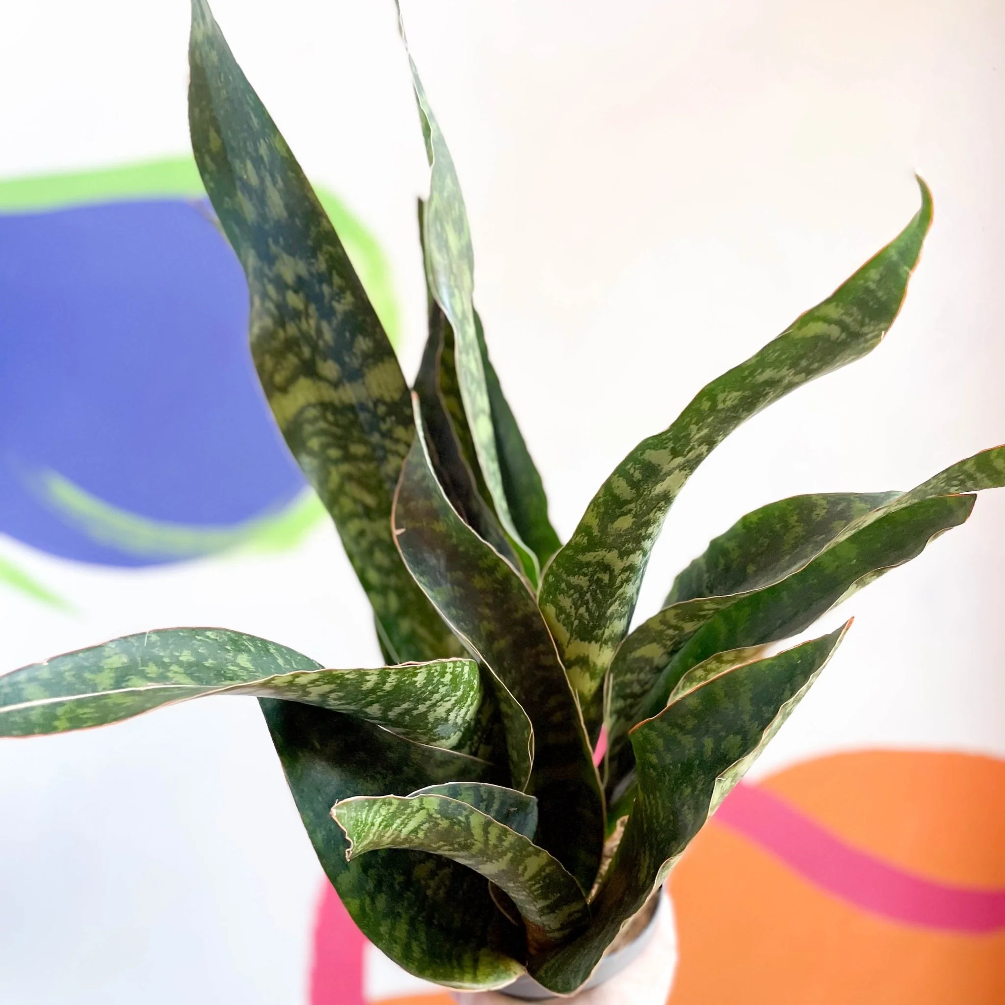 Snake Plant - Sansevieria aubrytiana 'Dragon' - Image 5