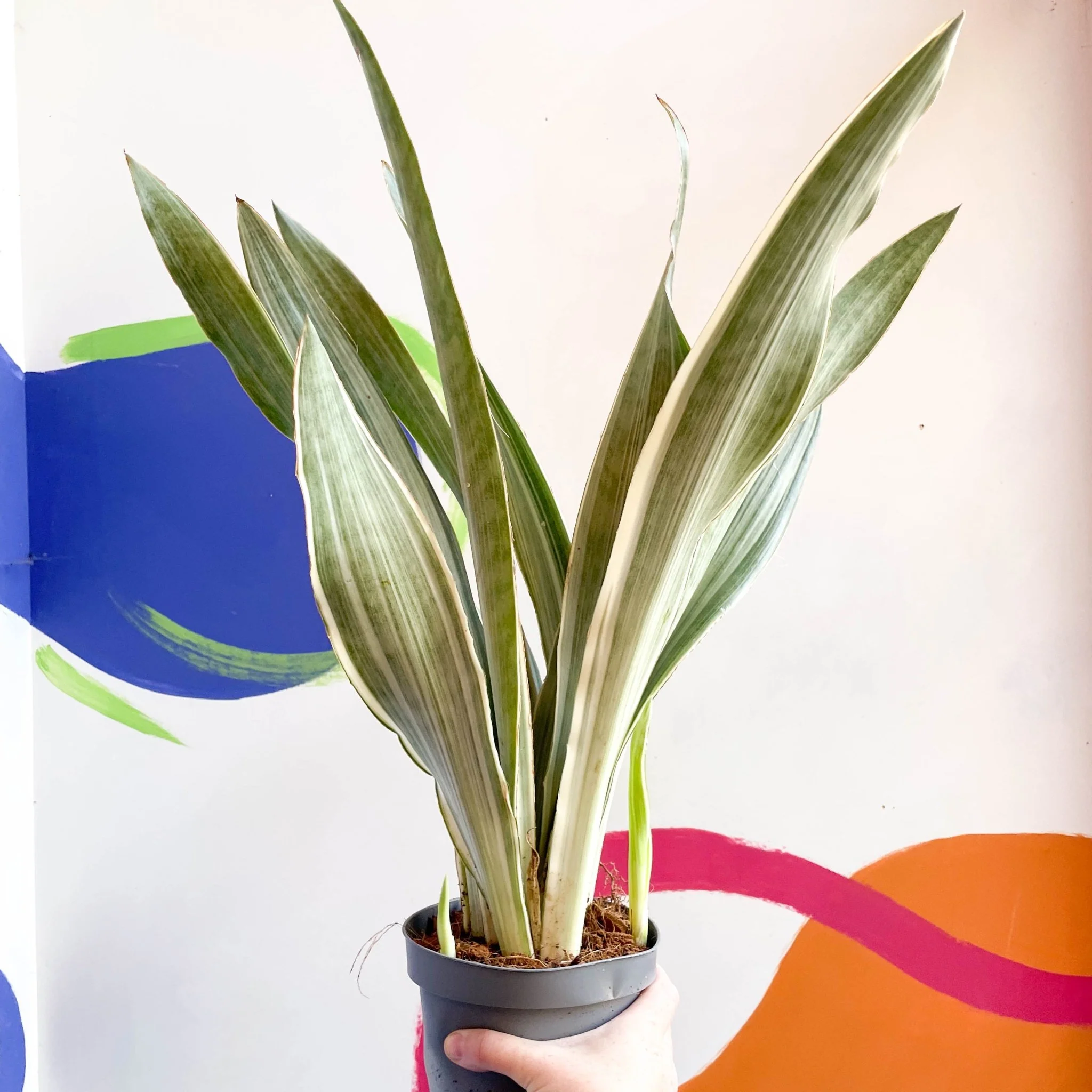 Snake Plant - Sansevieria aubrytiana ‘Metallica’
