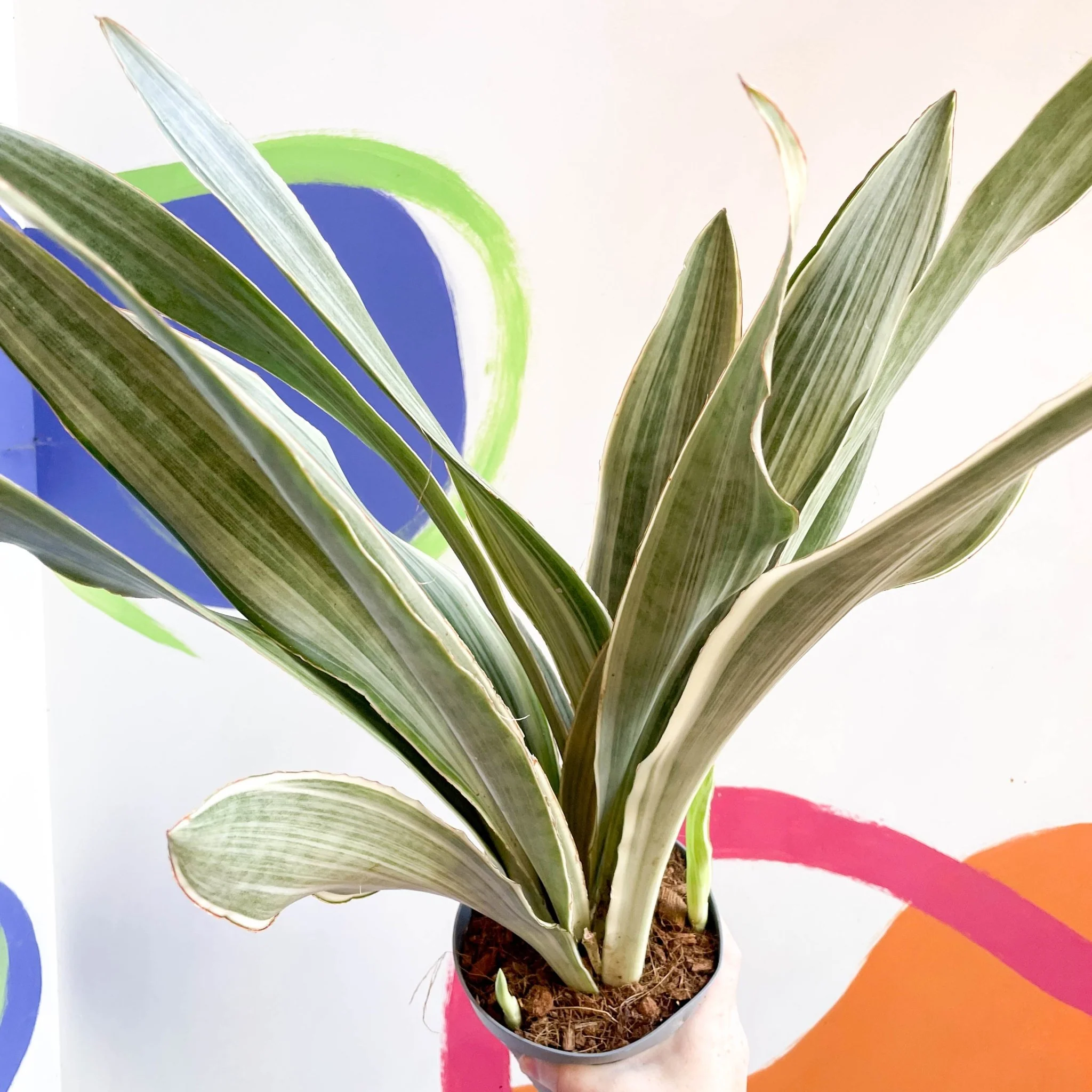 Snake Plant - Sansevieria aubrytiana ‘Metallica’ - Image 2