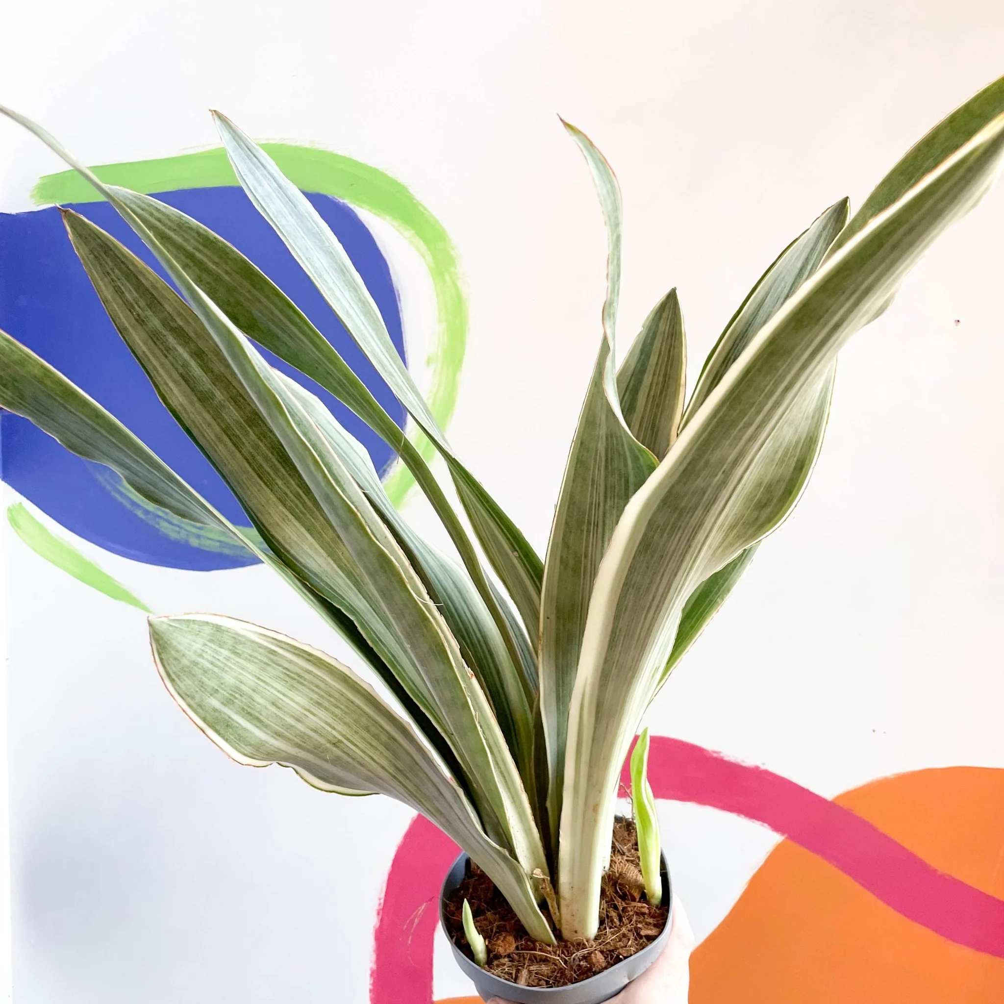 Snake Plant - Sansevieria aubrytiana ‘Metallica’ - Image 3