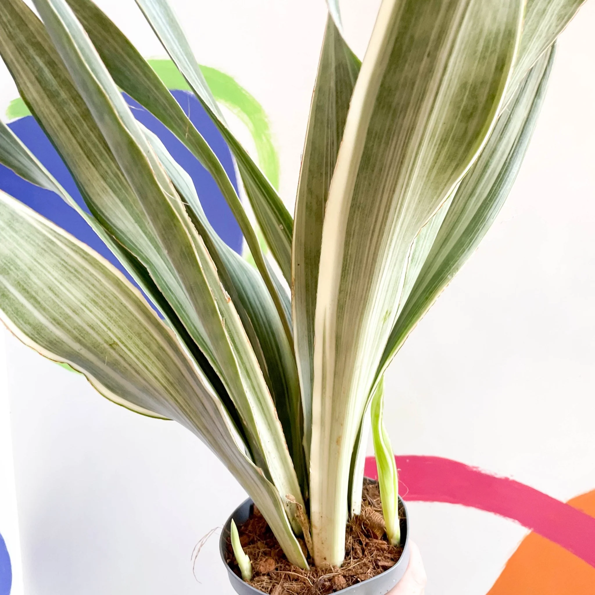 Snake Plant - Sansevieria aubrytiana ‘Metallica’ - Image 4