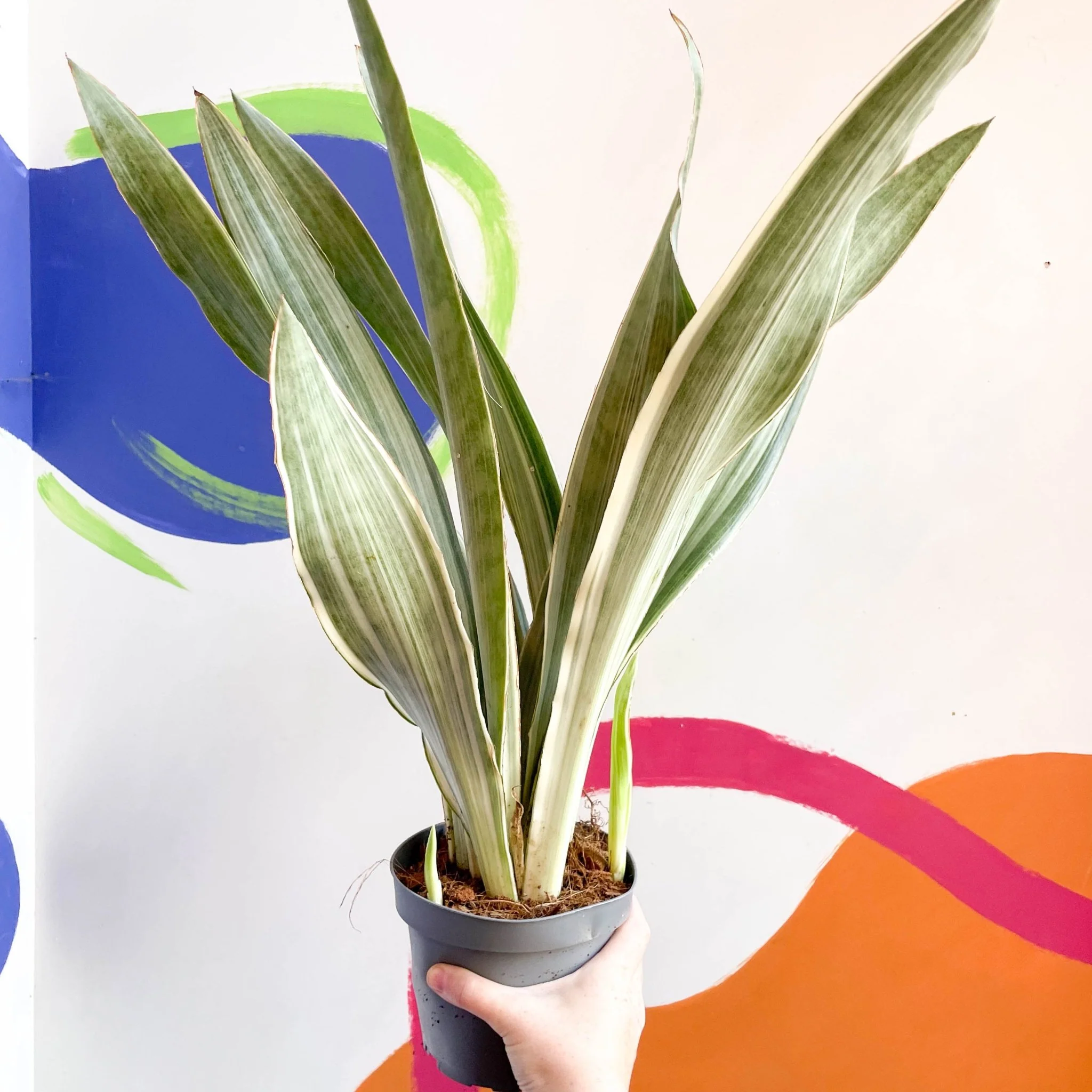 Snake Plant - Sansevieria aubrytiana ‘Metallica’ - Image 5
