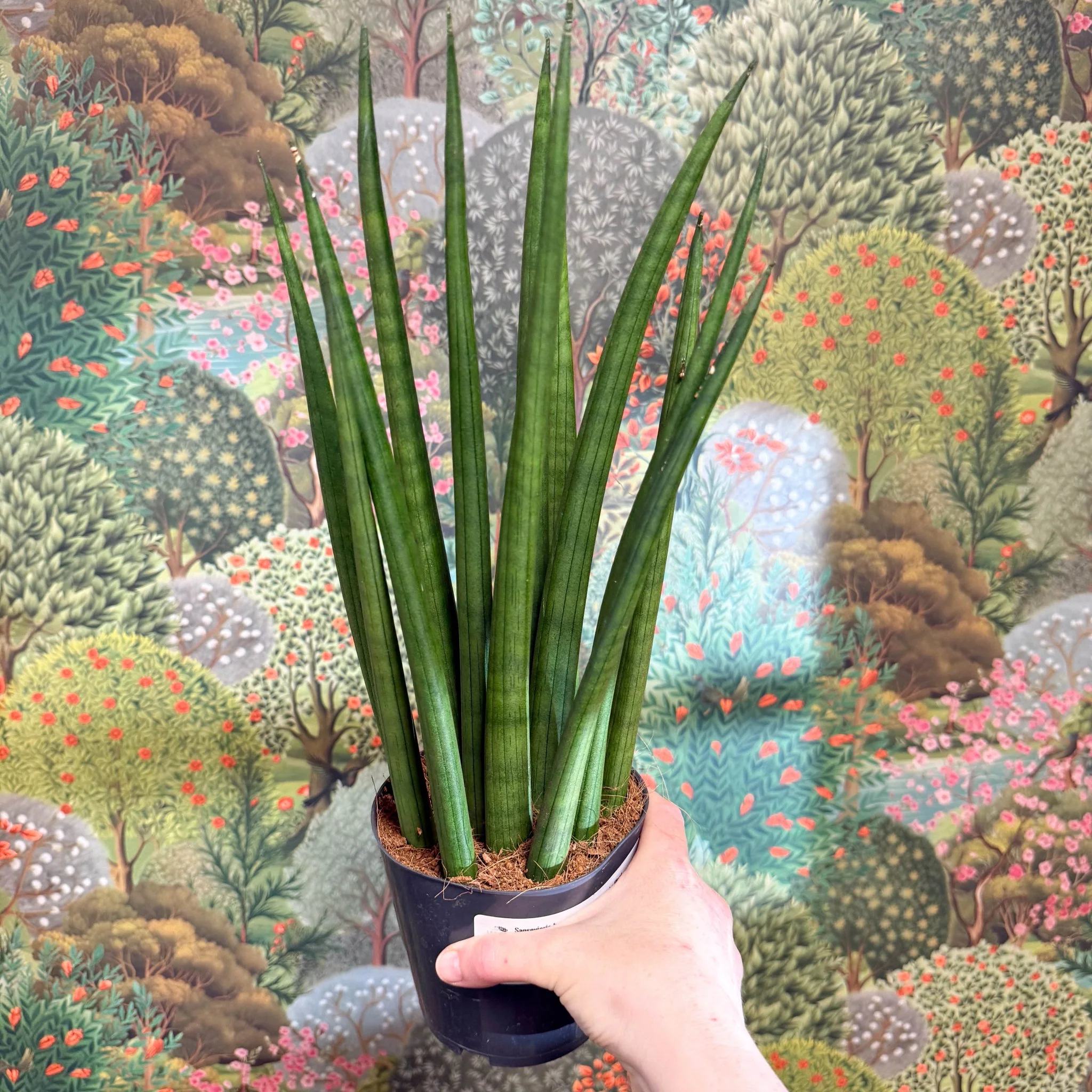 Sansevieria bacularis 'Mikado' - Snake Plant