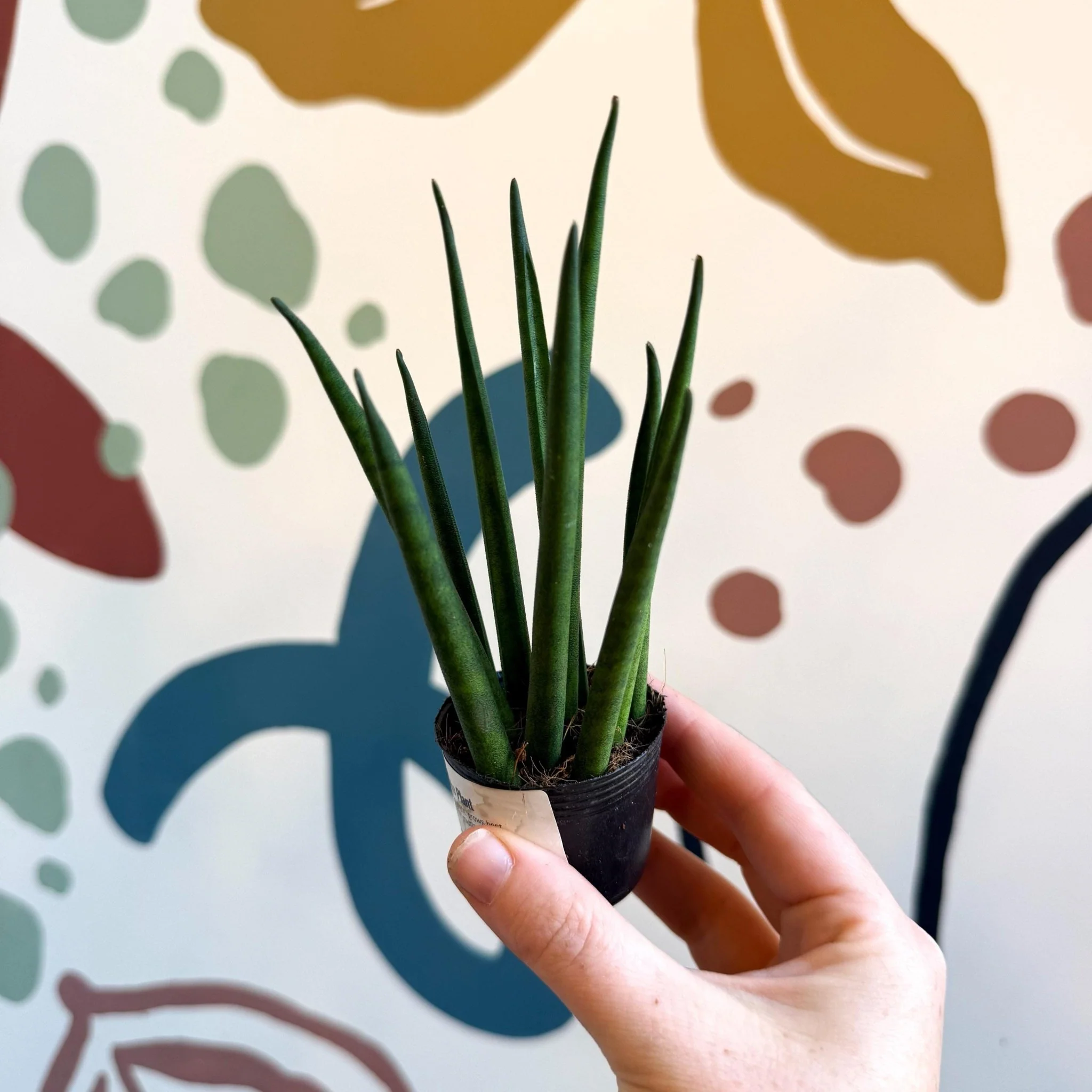 Sansevieria bacularis 'Mikado' - Snake Plant - Image 11