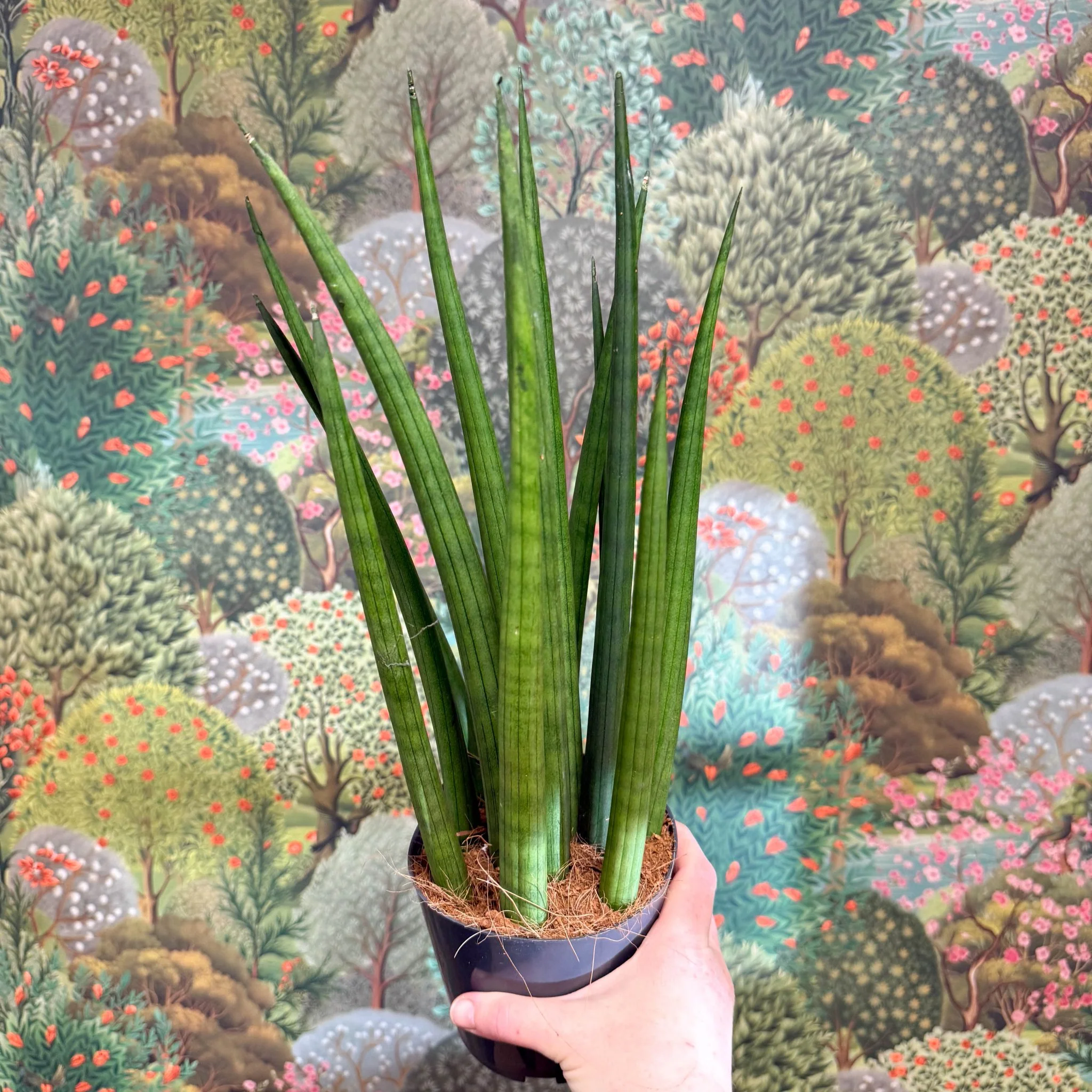 Sansevieria bacularis 'Mikado' - Snake Plant - Image 15