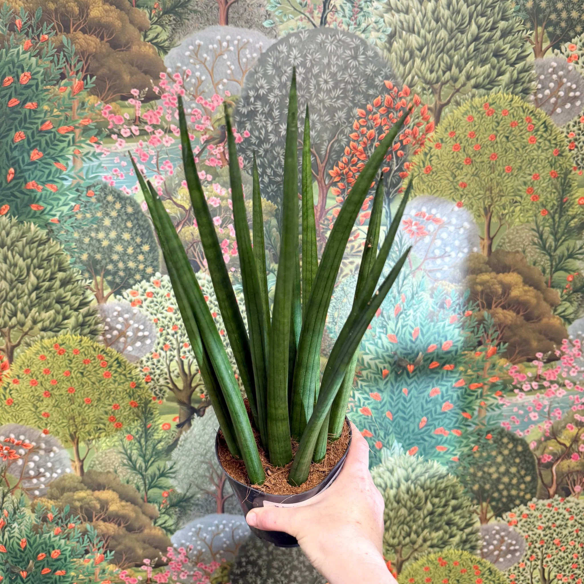 Sansevieria bacularis 'Mikado' - Snake Plant - Image 17