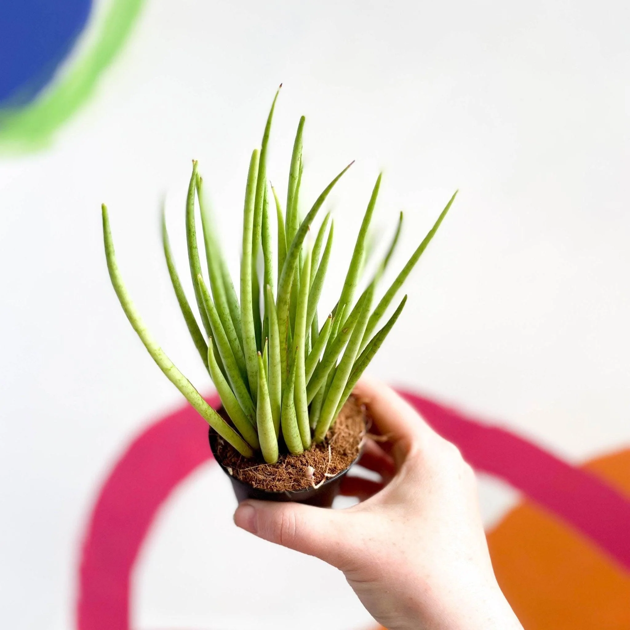 Sansevieria bacularis 'Mikado' - Snake Plant - Image 2