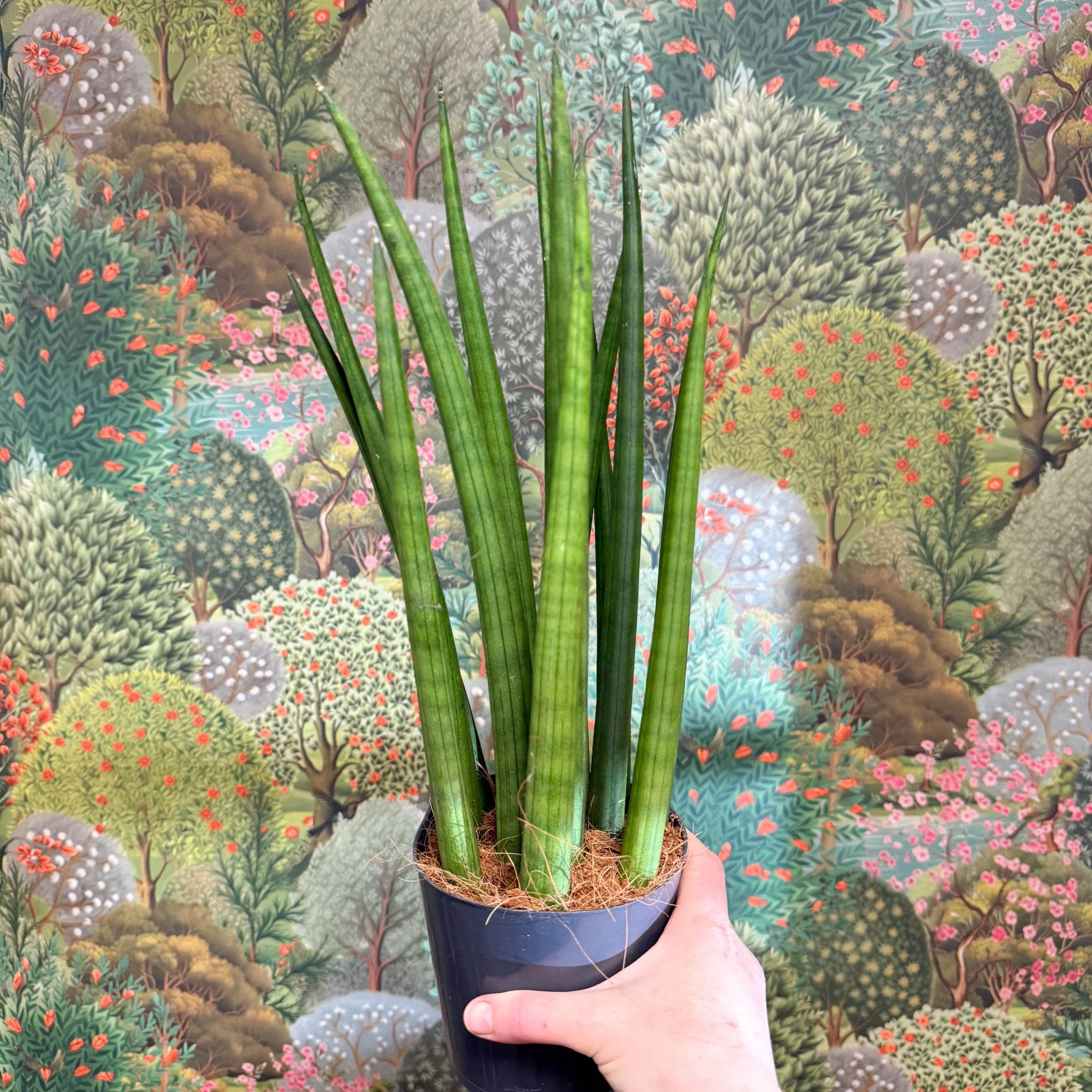 Sansevieria bacularis 'Mikado' - Snake Plant - Image 21