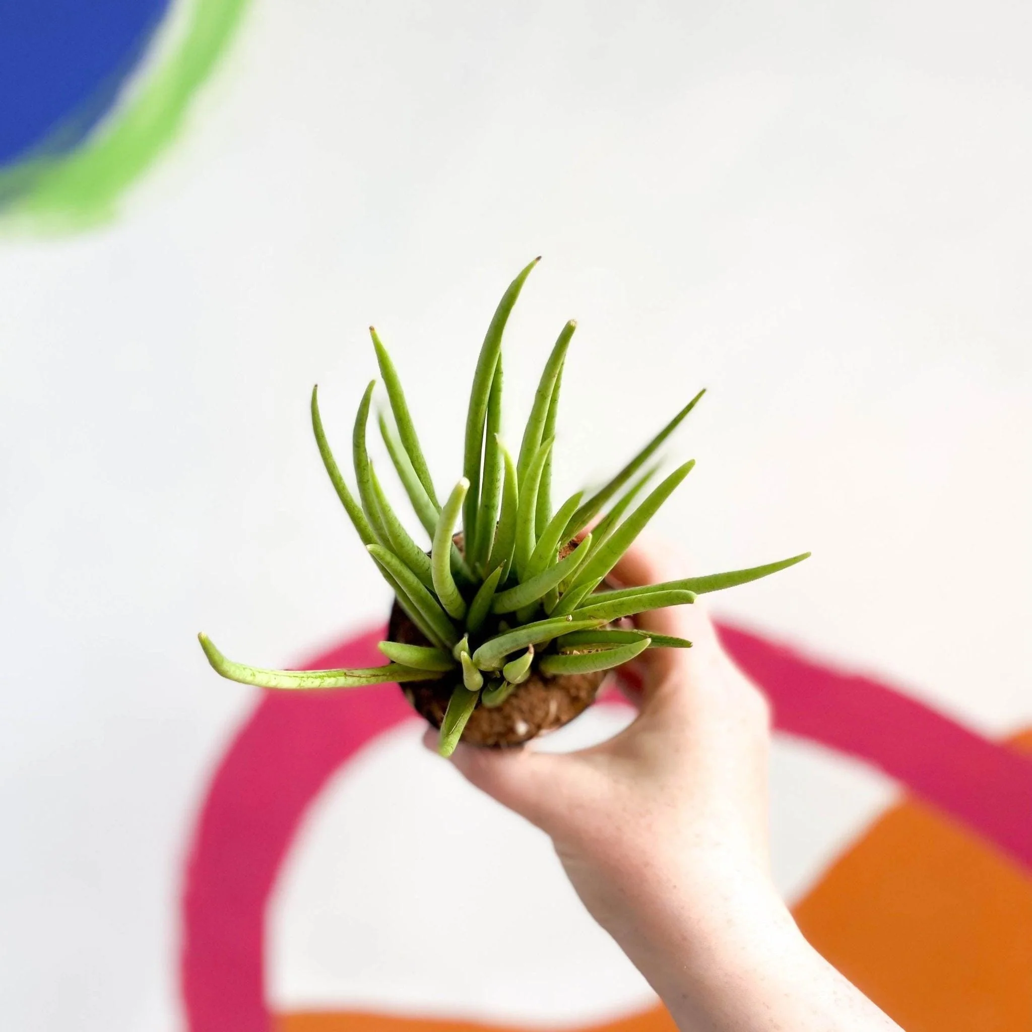 Sansevieria bacularis 'Mikado' - Snake Plant - Image 3