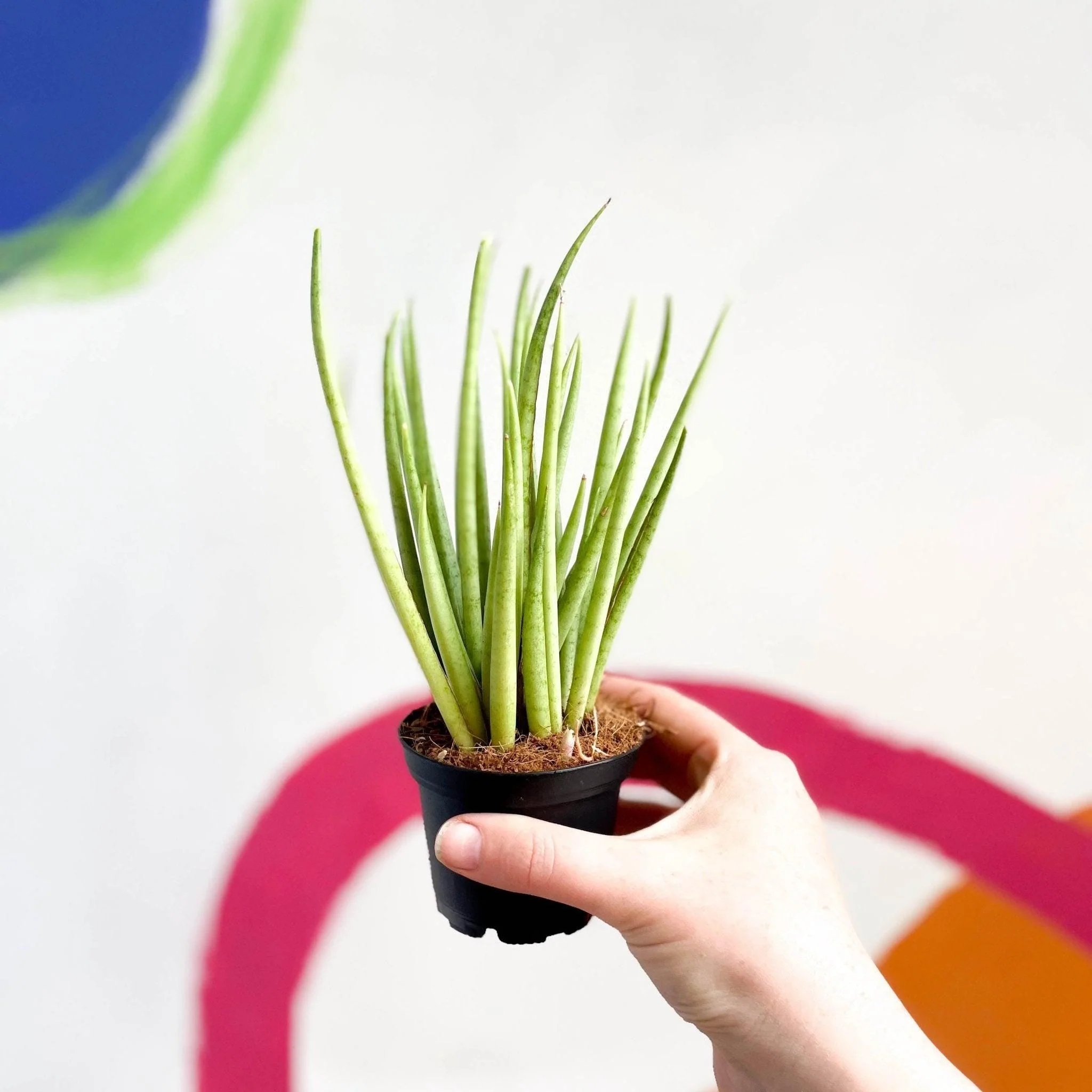 Sansevieria bacularis 'Mikado' - Snake Plant - Image 4
