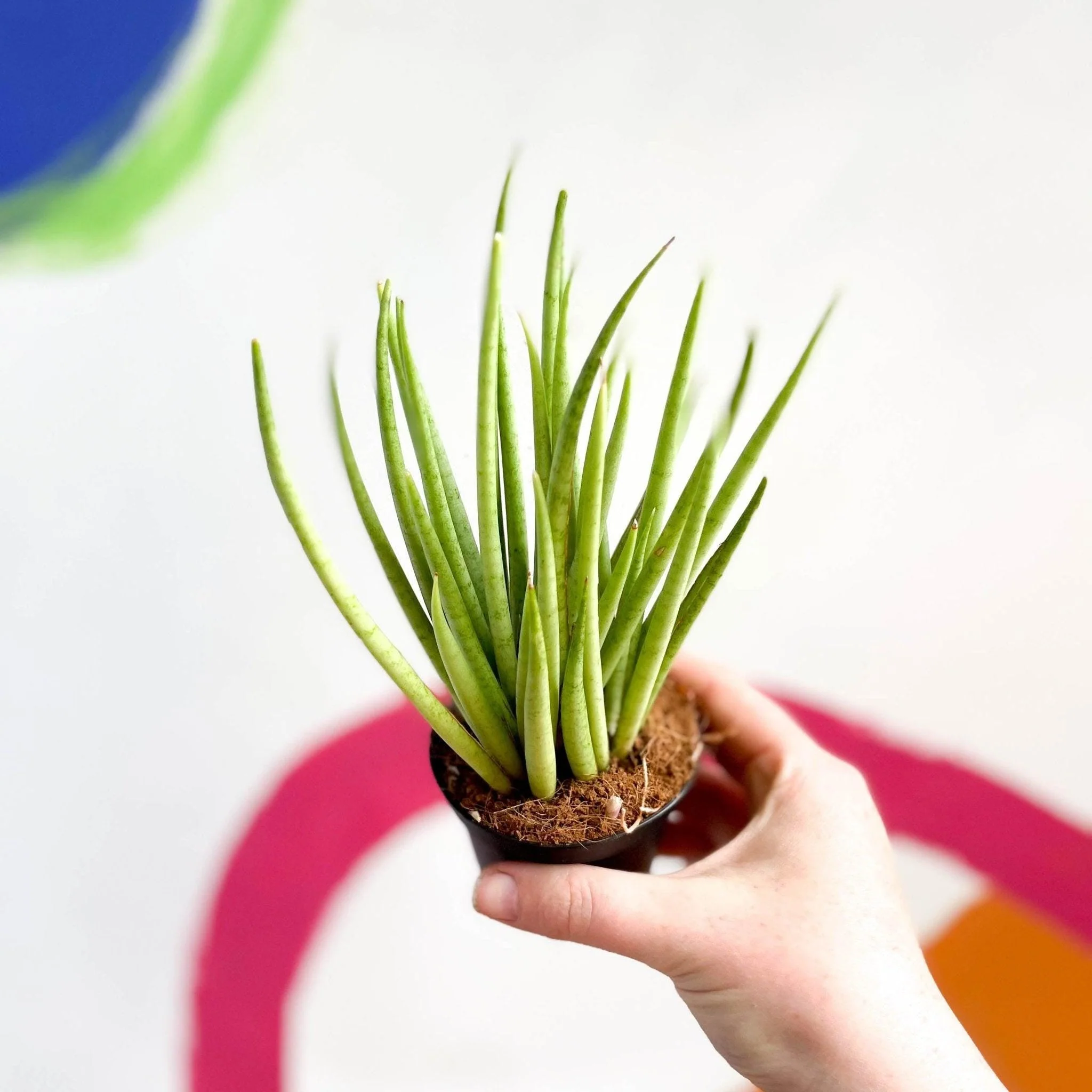 Sansevieria bacularis 'Mikado' - Snake Plant - Image 5