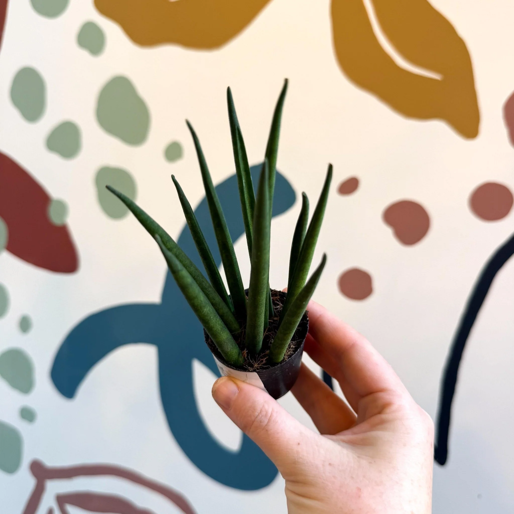 Sansevieria bacularis 'Mikado' - Snake Plant - Image 6
