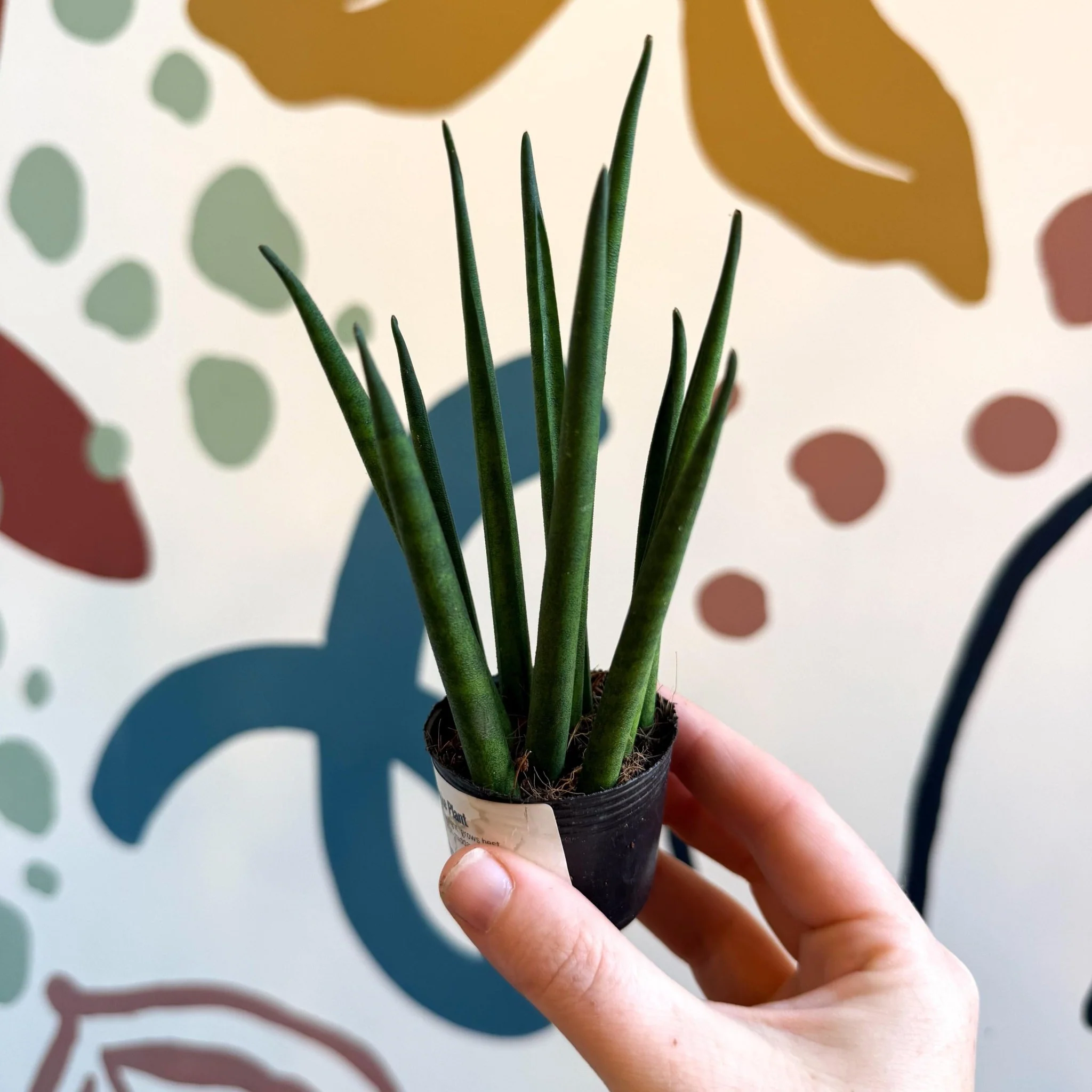 Sansevieria bacularis 'Mikado' - Snake Plant - Image 7