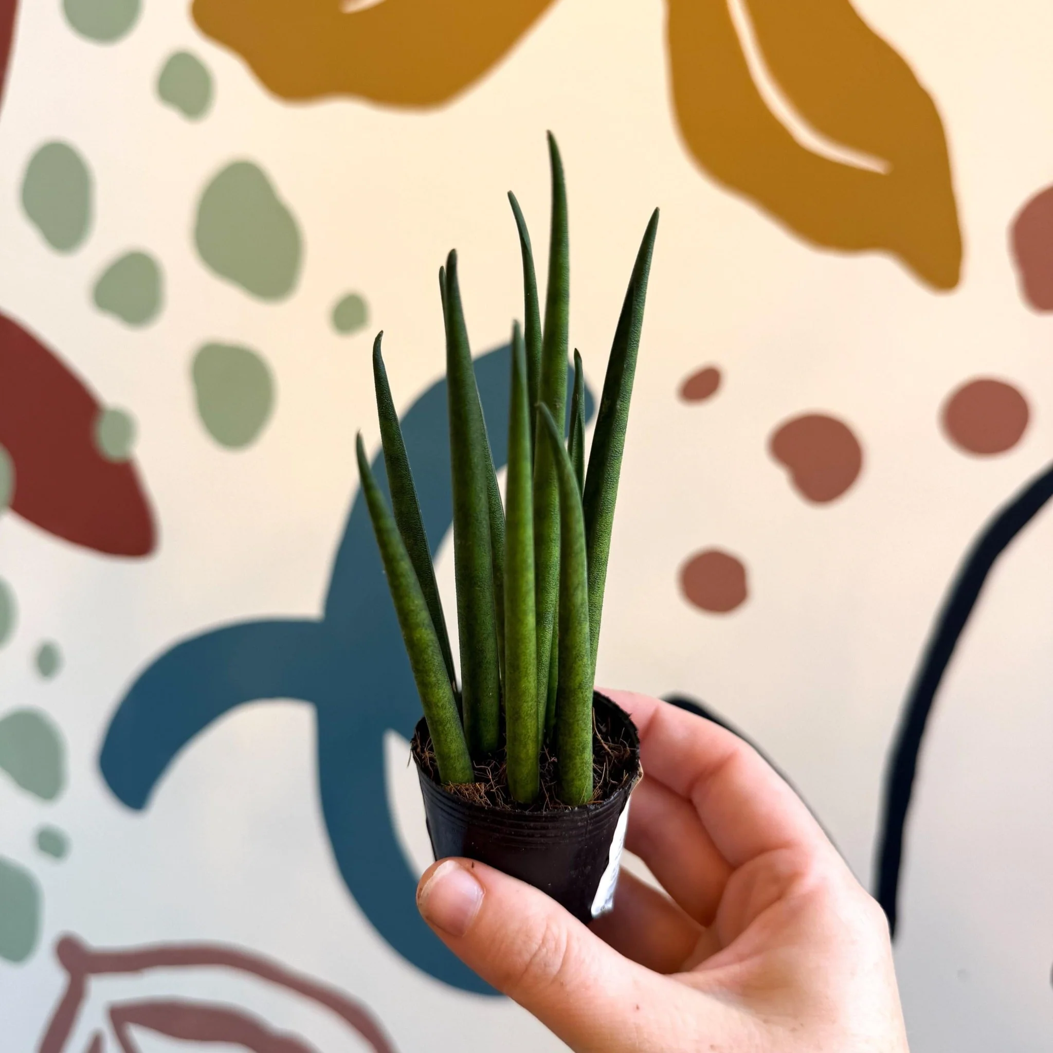 Sansevieria bacularis 'Mikado' - Snake Plant - Image 8
