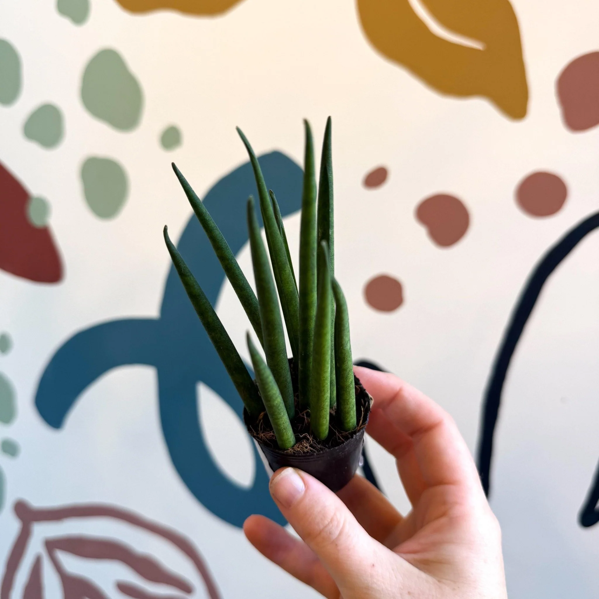 Sansevieria bacularis 'Mikado' - Snake Plant - Image 9
