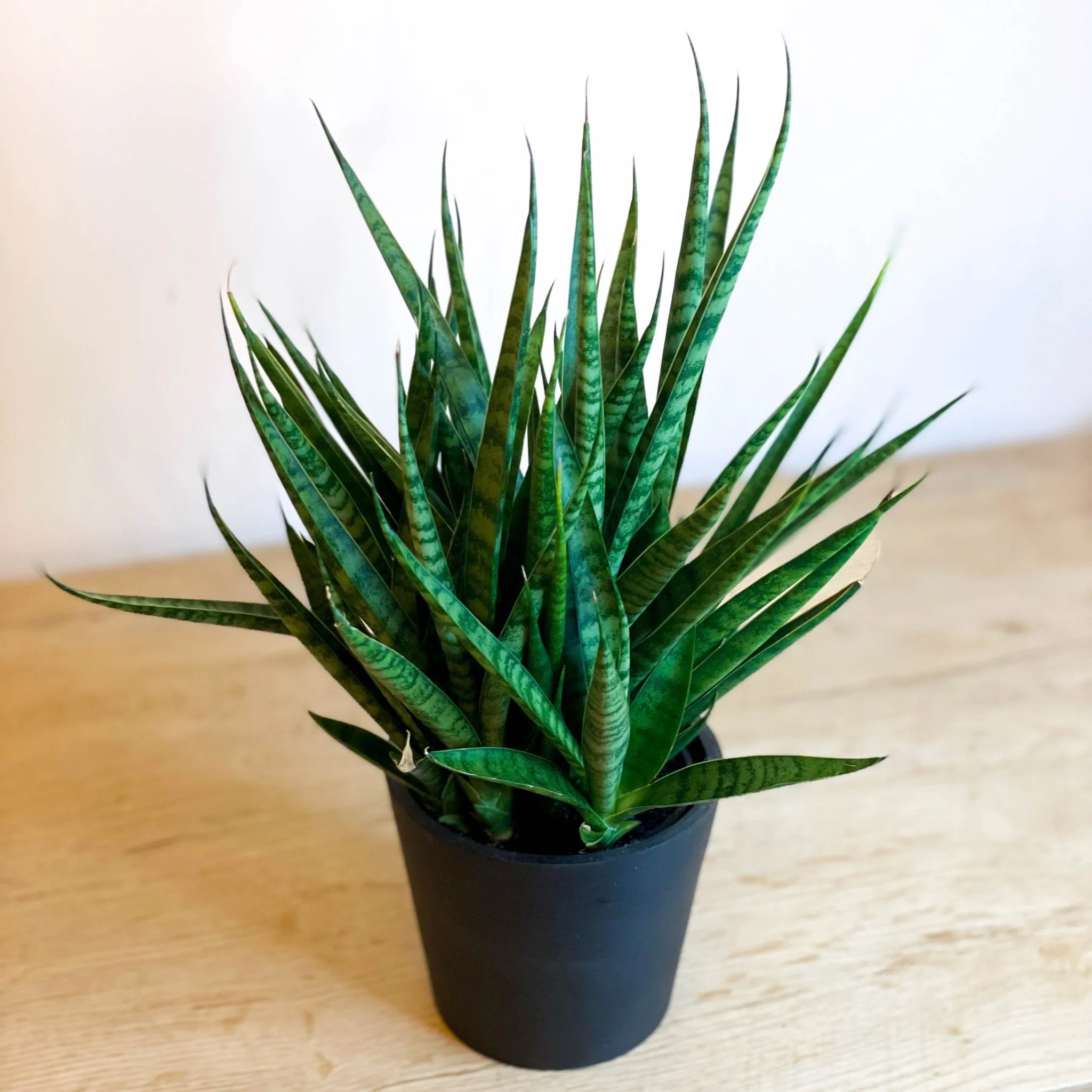 Snake Plant - Sansevieria 'Comet Kichaka'