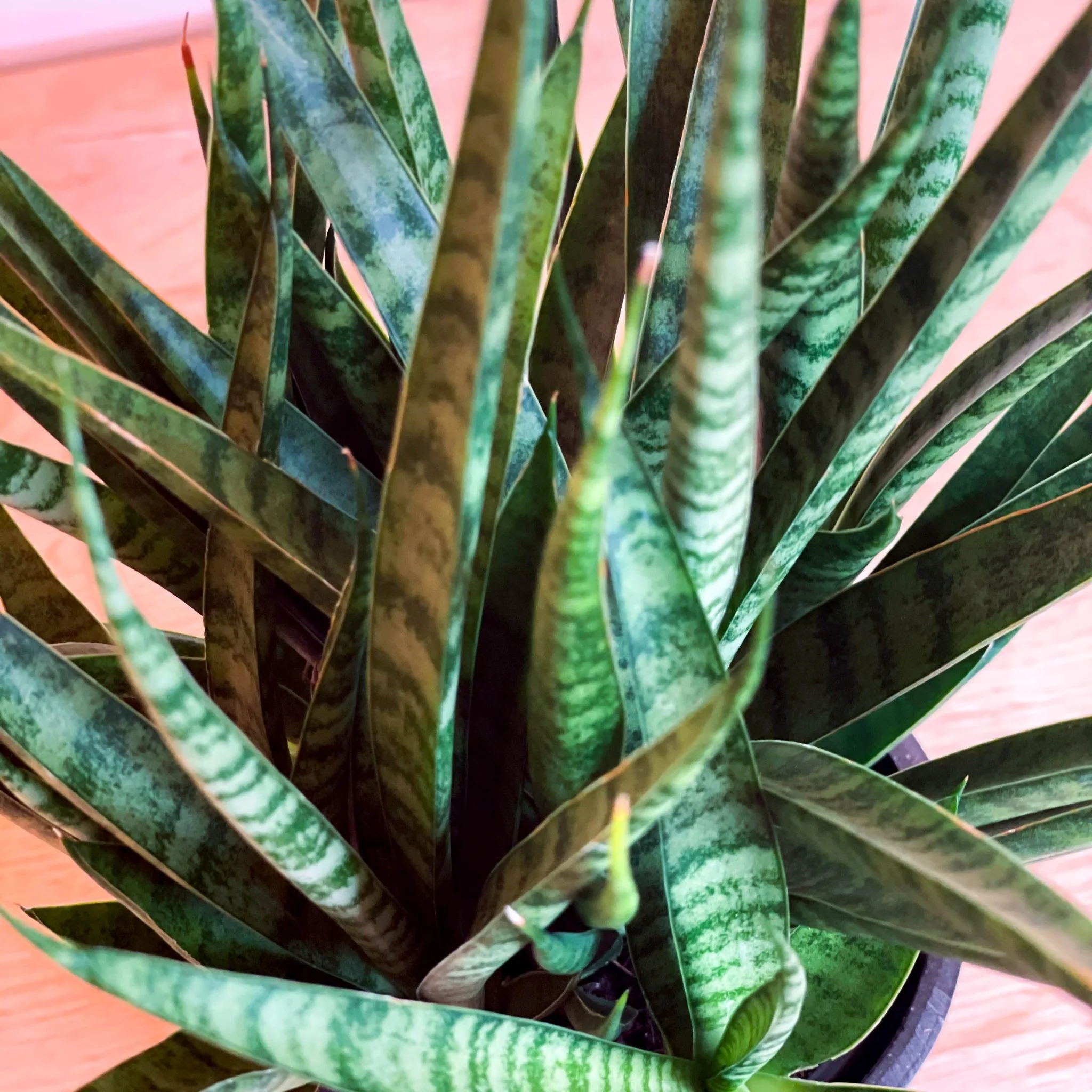 Snake Plant - Sansevieria 'Comet Kichaka' - Image 2