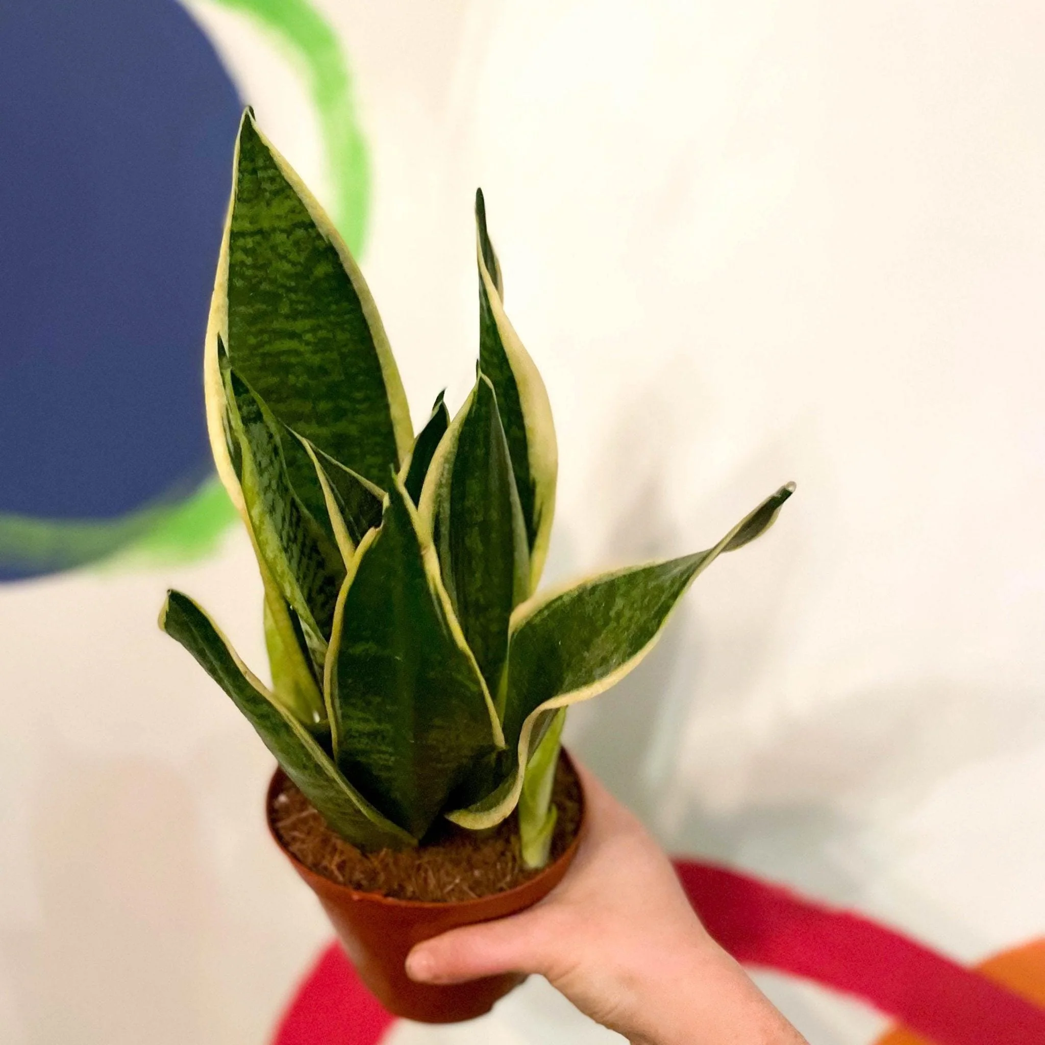 Sansevieria trifasciata 'Futura Superba' - Snake Plant - Image 4