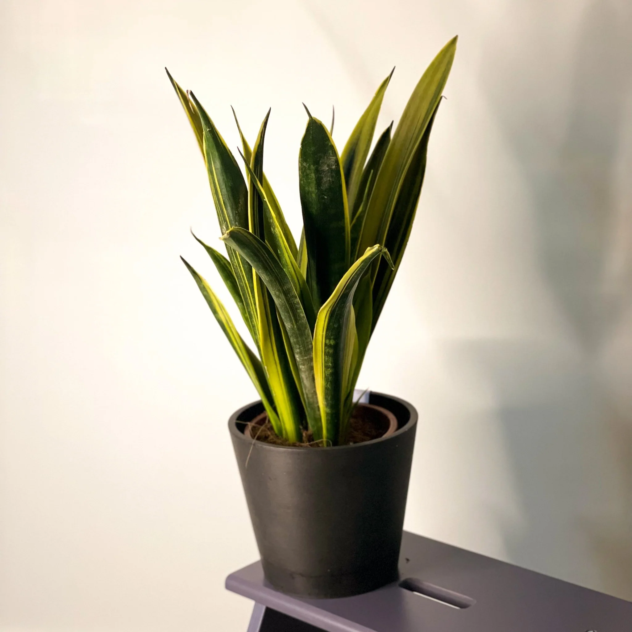 Sansevieria trifasciata 'Gold Flame' - Snake Plant