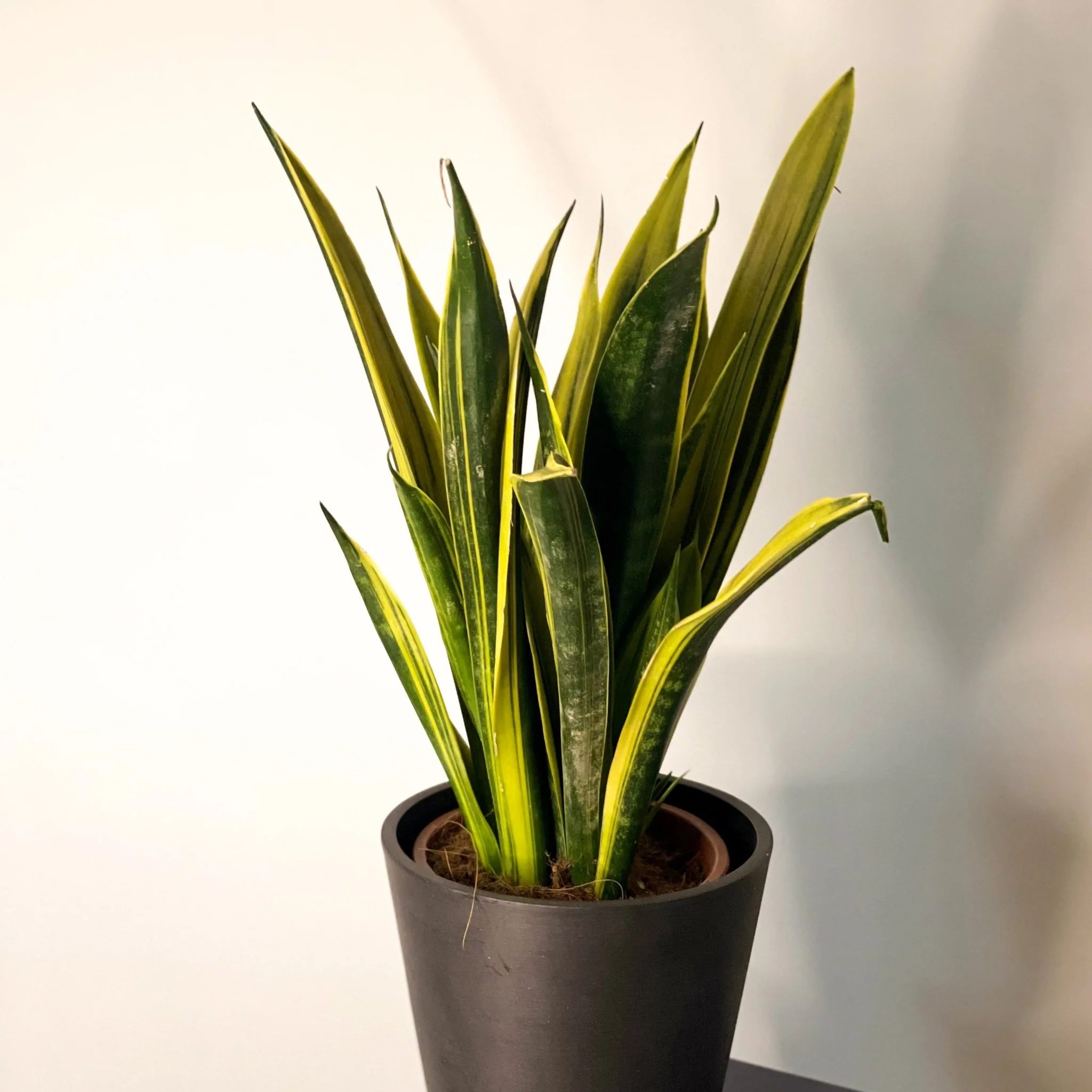 Sansevieria trifasciata 'Gold Flame' - Snake Plant - Image 2