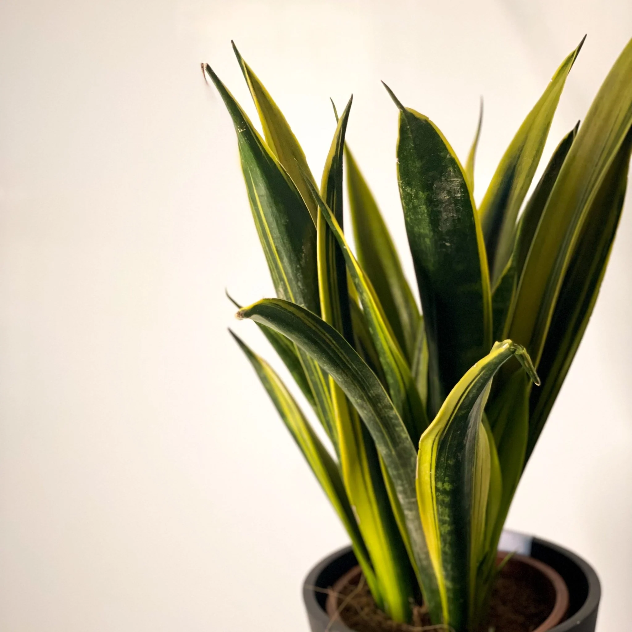 Sansevieria trifasciata 'Gold Flame' - Snake Plant - Image 3