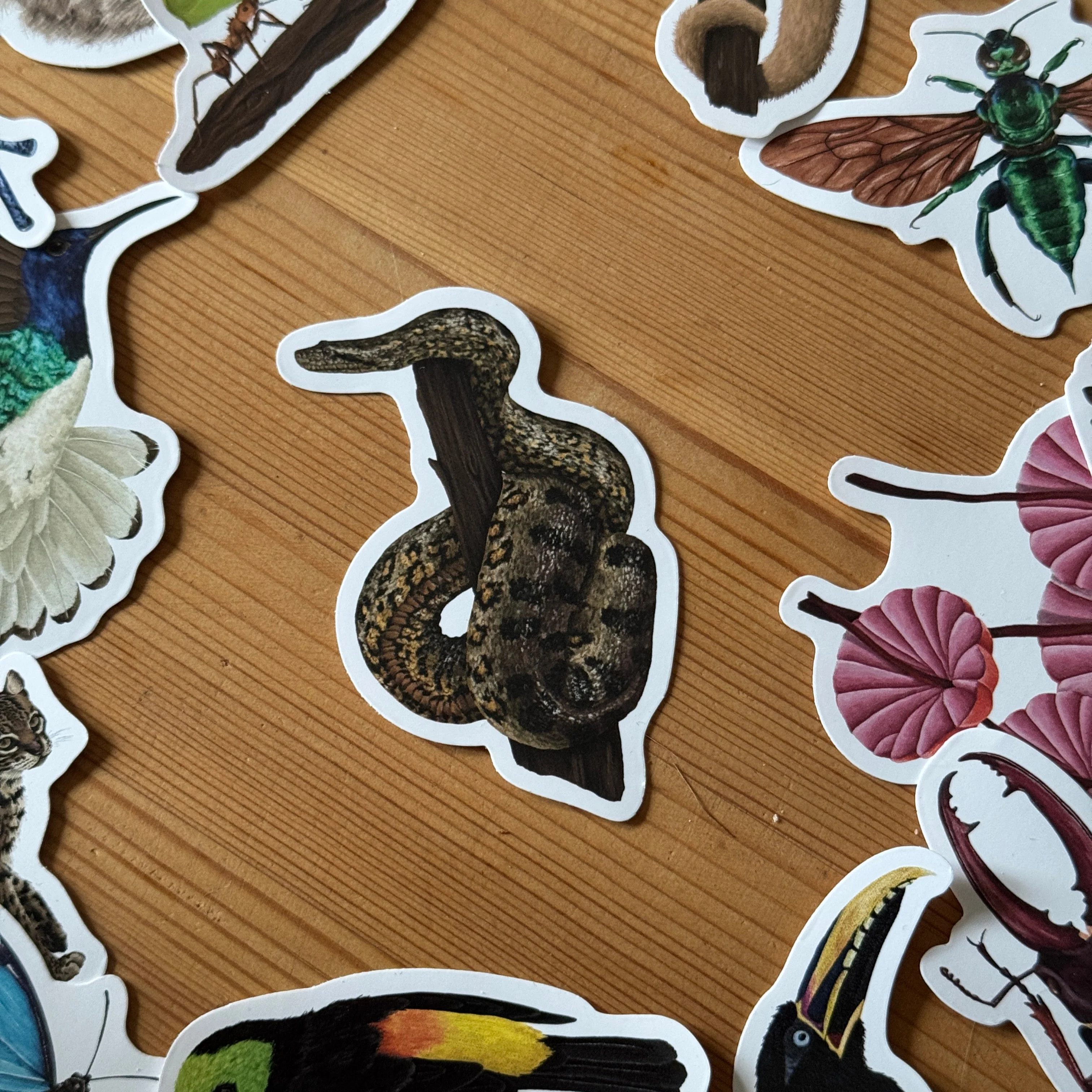 Snake Wildlife Vinyl Sticker [Beneath the Canopy RHS Collab] - Image 3