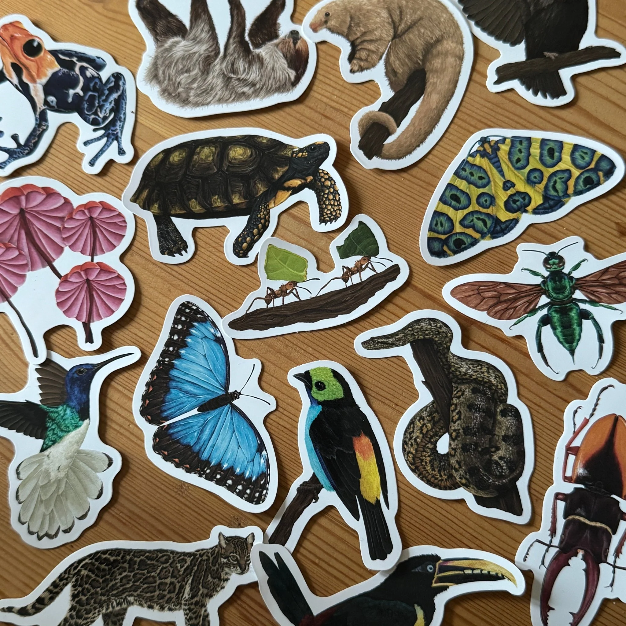 Fungi Mushroom Amazon Wildlife Vinyl Sticker [Beneath the Canopy RHS Collab] - Image 4