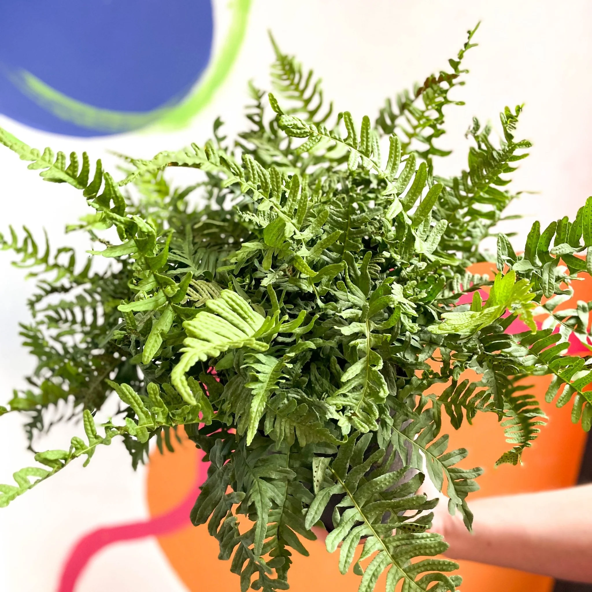 Soft Shield Fern - Polystichum - Cotswold Grown Perennial