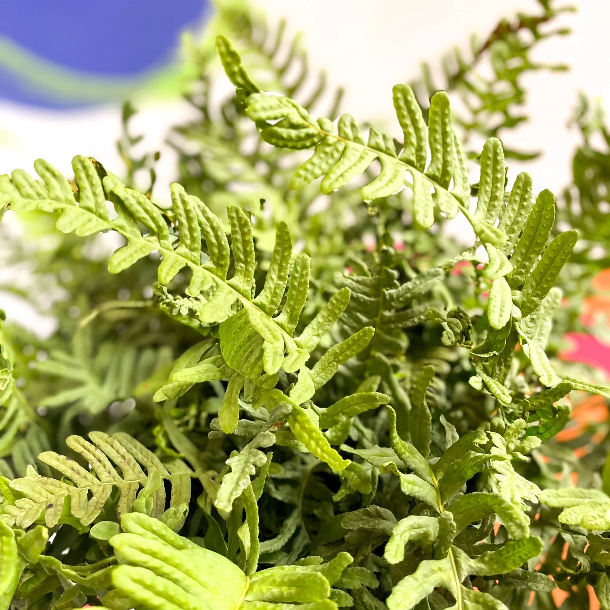 Soft Shield Fern - Polystichum - Cotswold Grown Perennial - Image 2