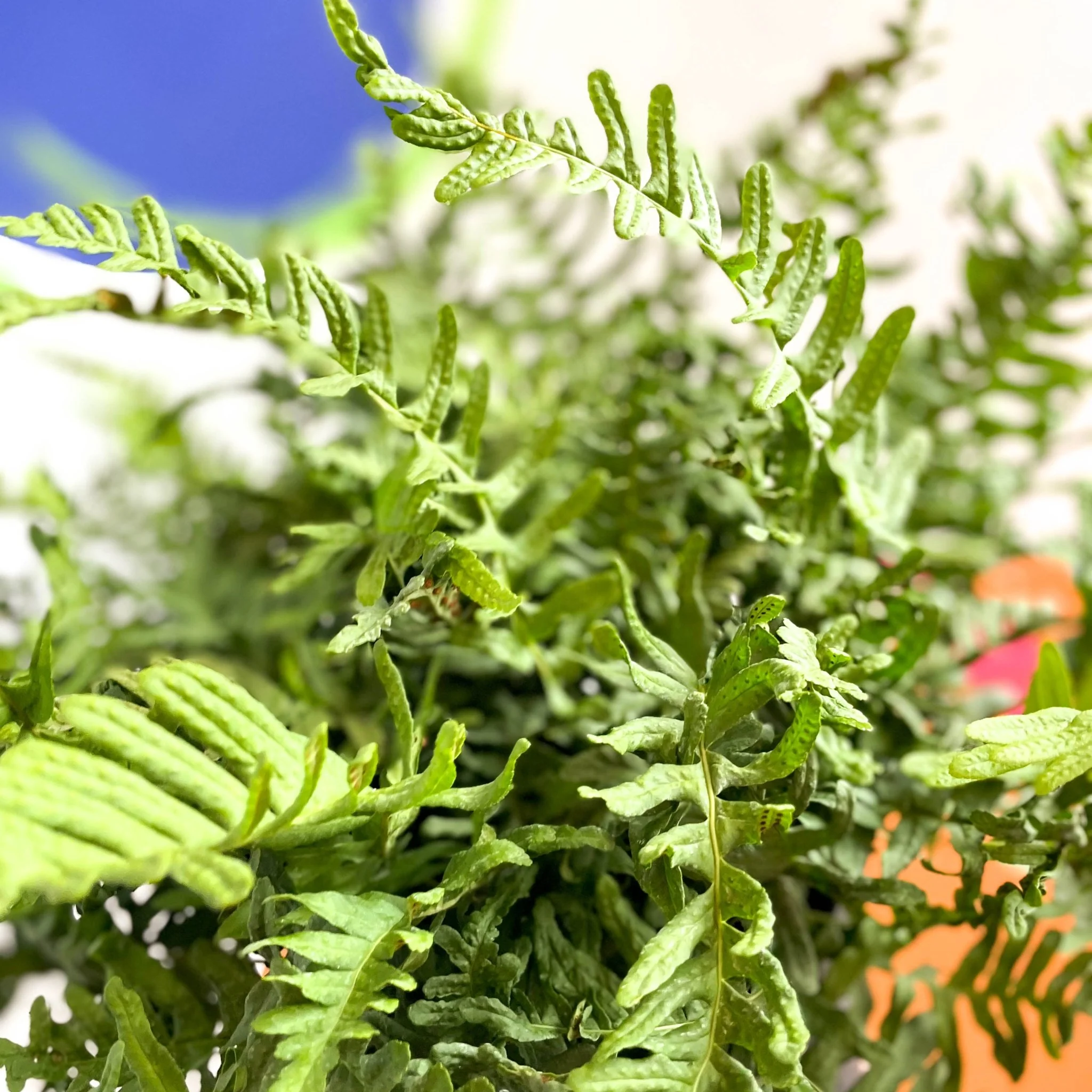 Soft Shield Fern - Polystichum - Cotswold Grown Perennial - Image 3