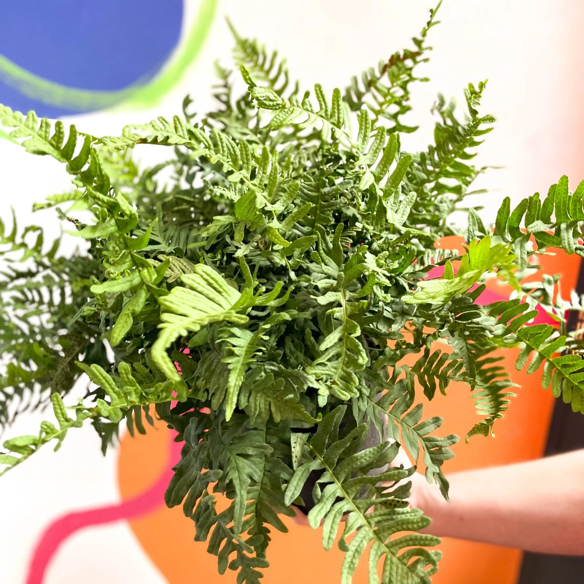 Soft Shield Fern - Polystichum - Cotswold Grown Perennial - Image 4